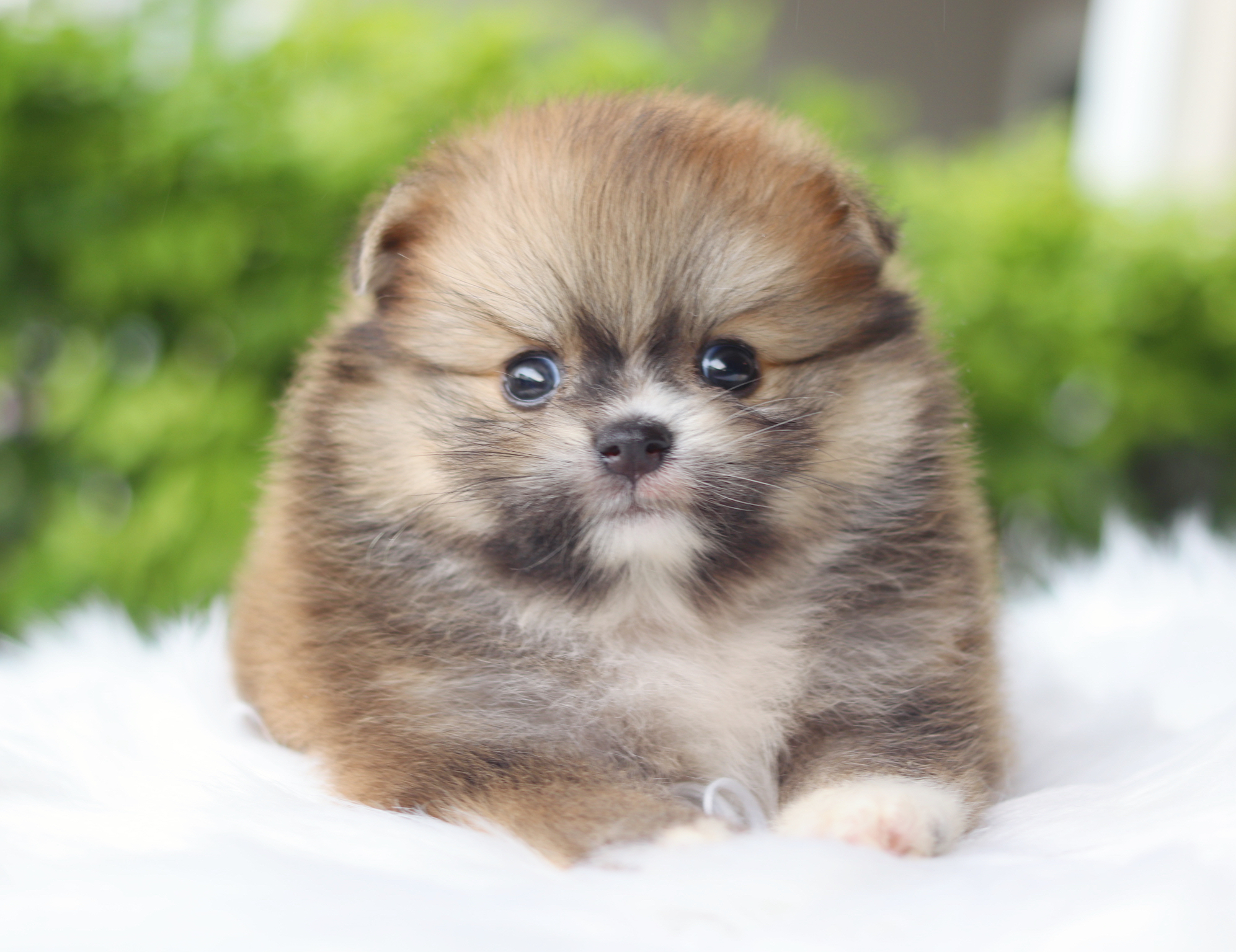 ปอมเมอเรเนียน เพศเมียสีส้ม