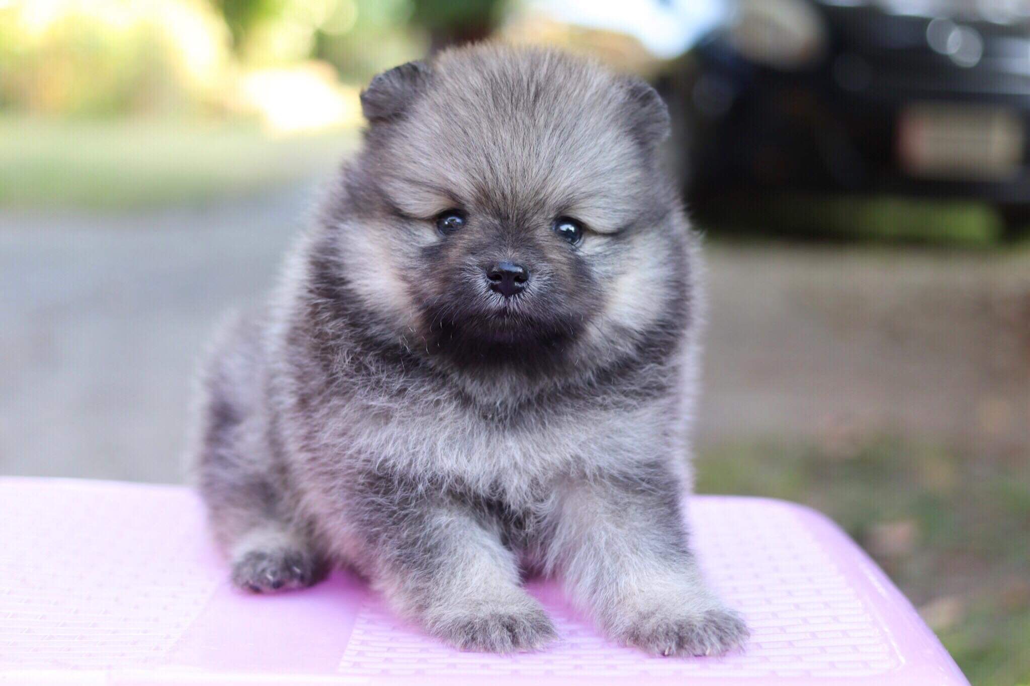 ปอมเมอเรเนียน เพศผู้