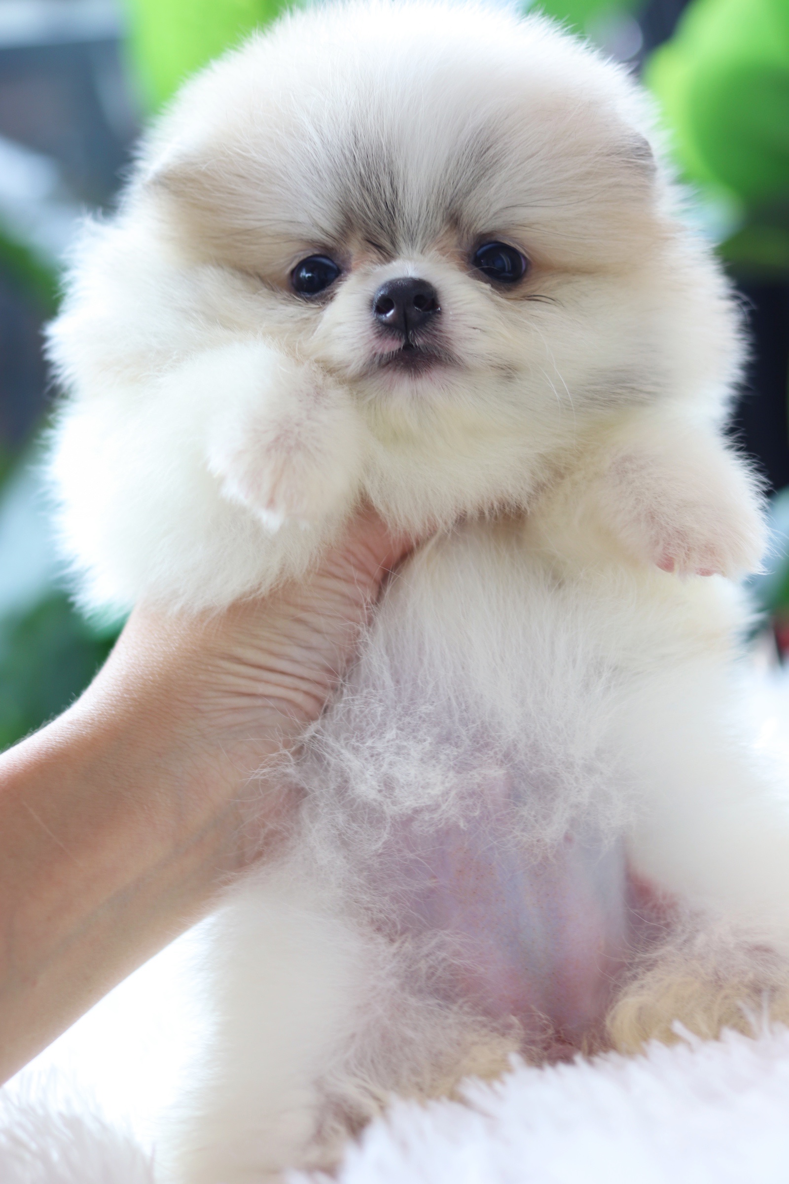 ปอมเมอเรเนียน เพศเมียแฟนซี