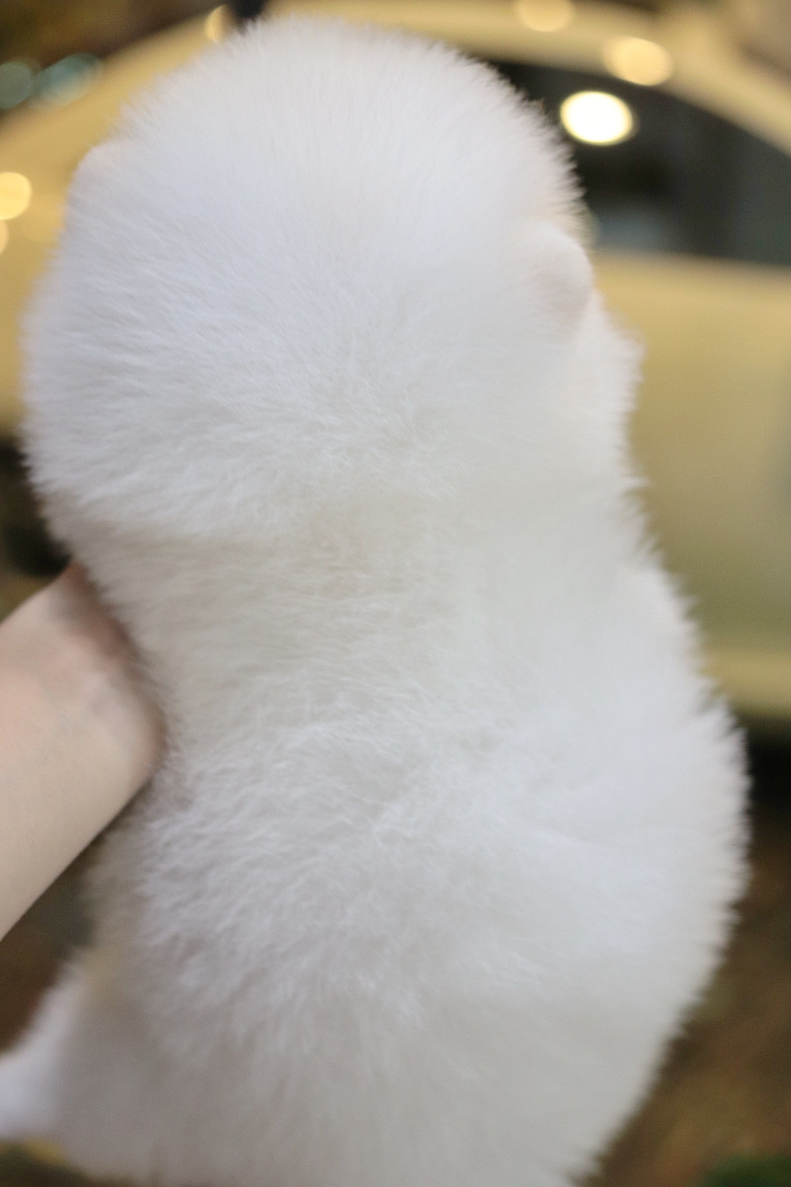 ปอมเมอเรเนียน เพศผู้ สีขาว