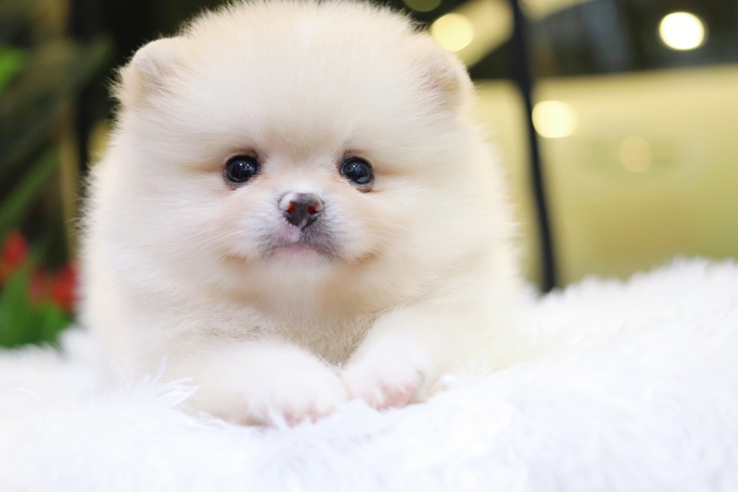 ปอมเมอเรเนียน เพศผู้สีขาวครีม