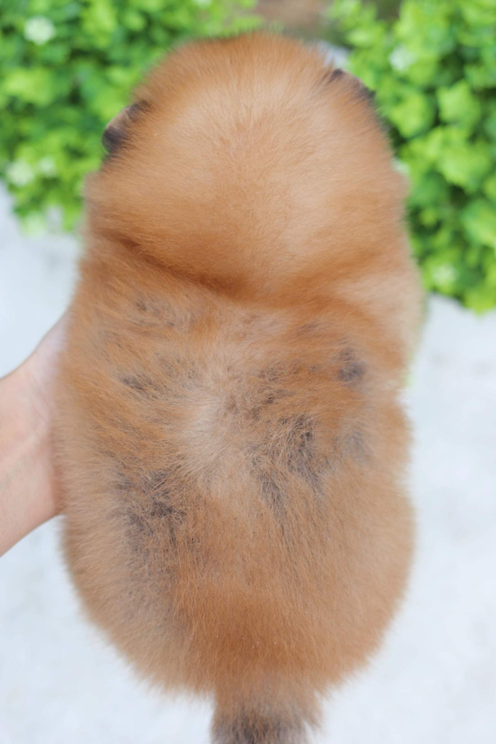 ปอมเมอเรเนียน เพศเมีย