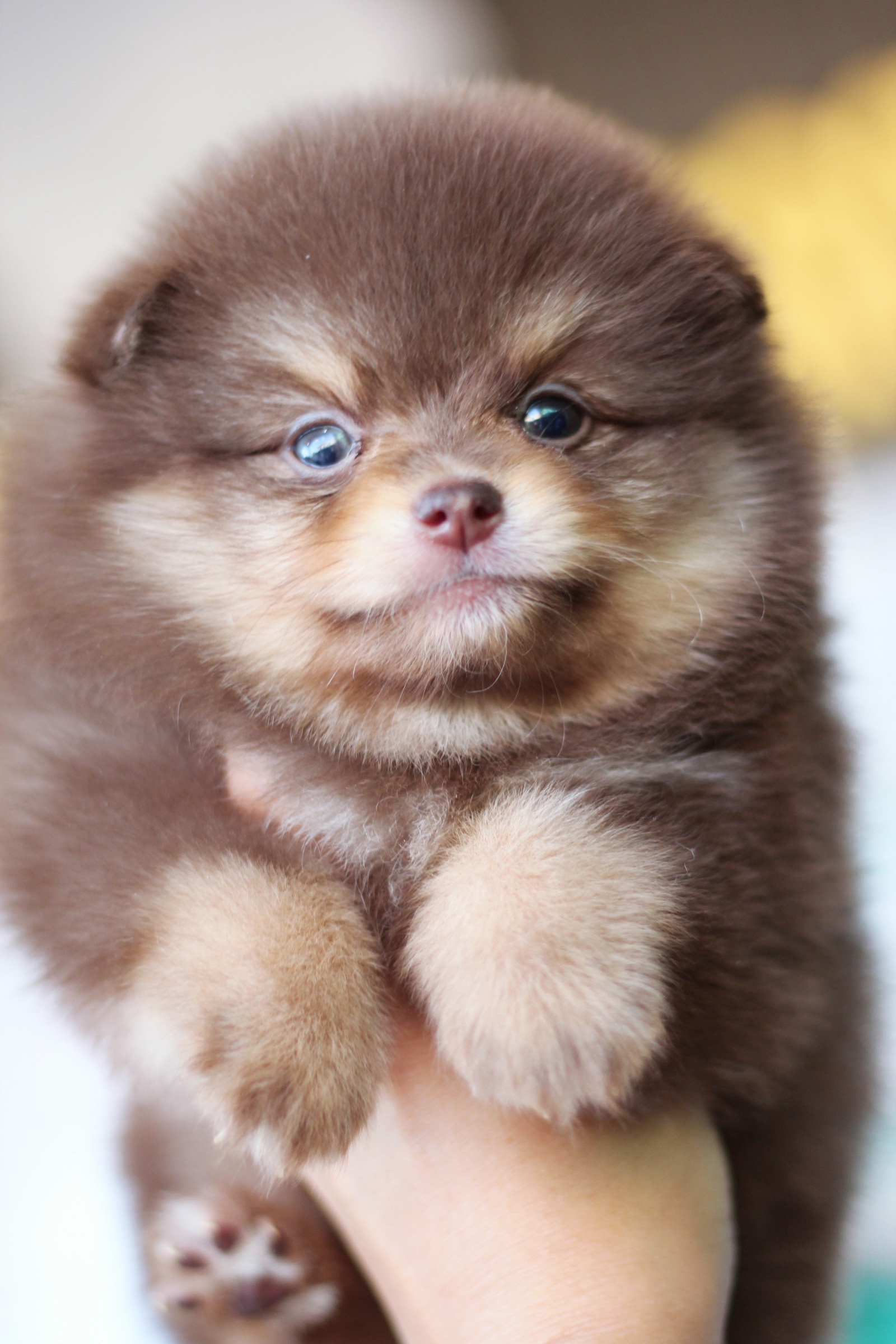 ปอมเมอเรเนียน เพศผู้ สีช็อคแทน