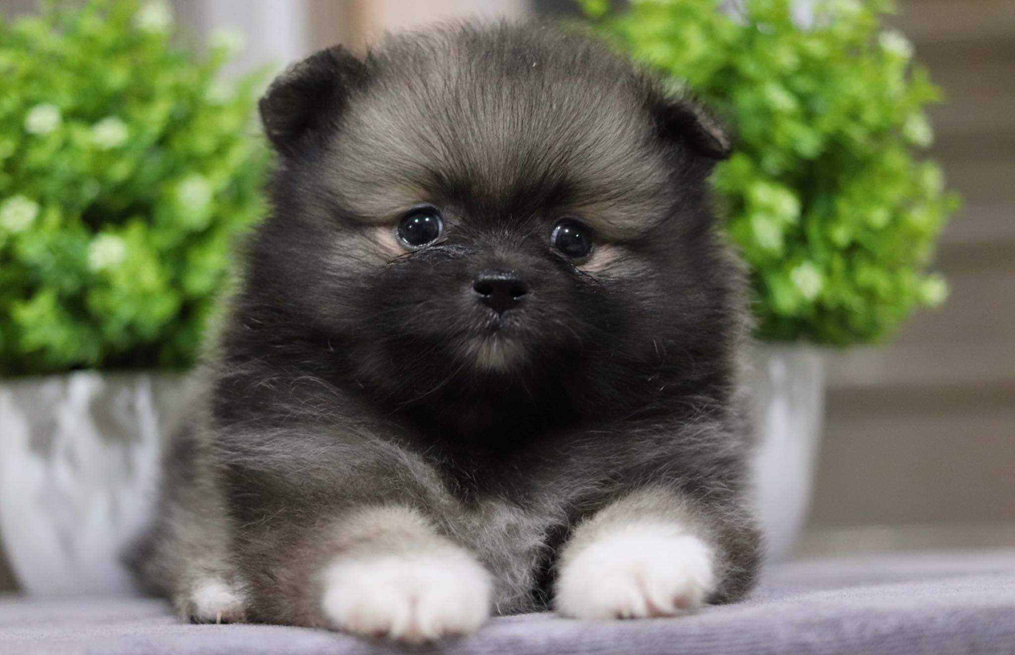 ปอมเมอเรเนียน เพศผู้