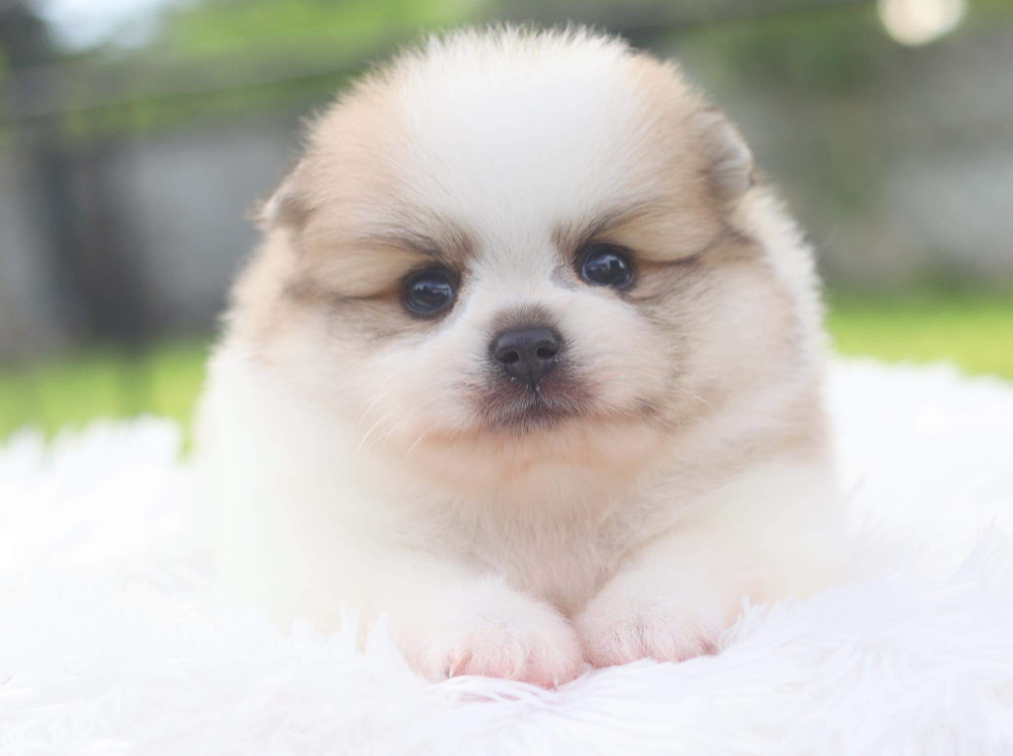 ปอมเมอเรเนียน เพศผู้ แฟนซีเกรดโชว์