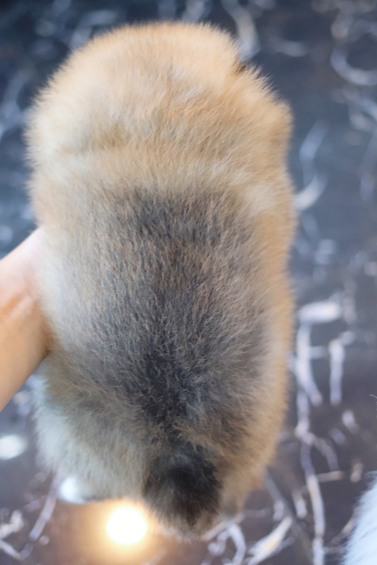 ปอมเมอเรเนียน เพศเมียสีส้มเกรดโชว์