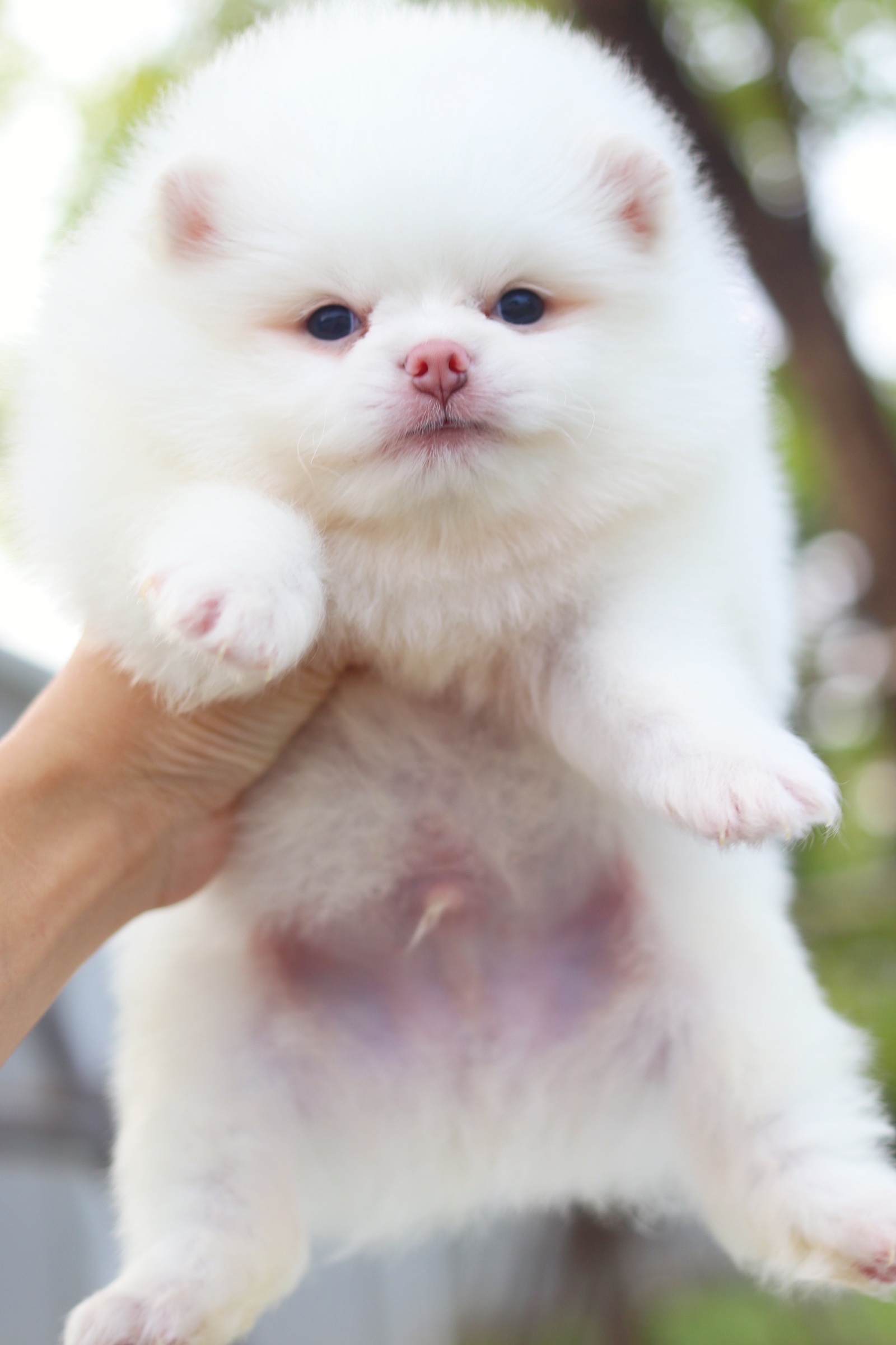 ปอมเมอเรเนียน เพศผู้ สีขาวครีม