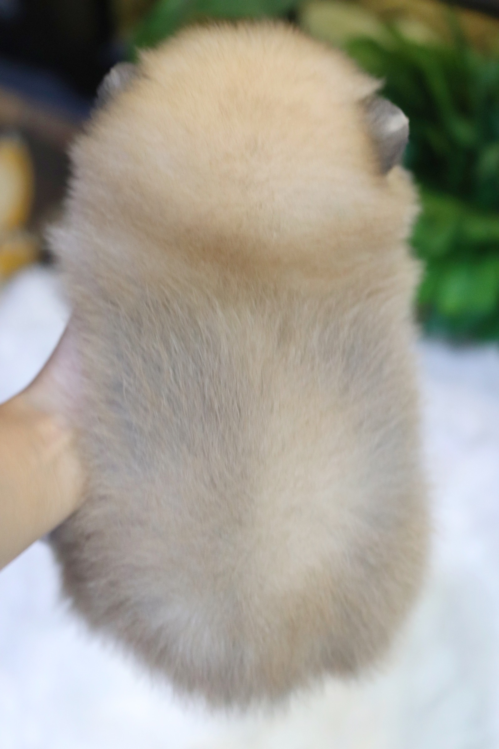 ปอมเมอเรเนียน เพศเมียสีส้ม