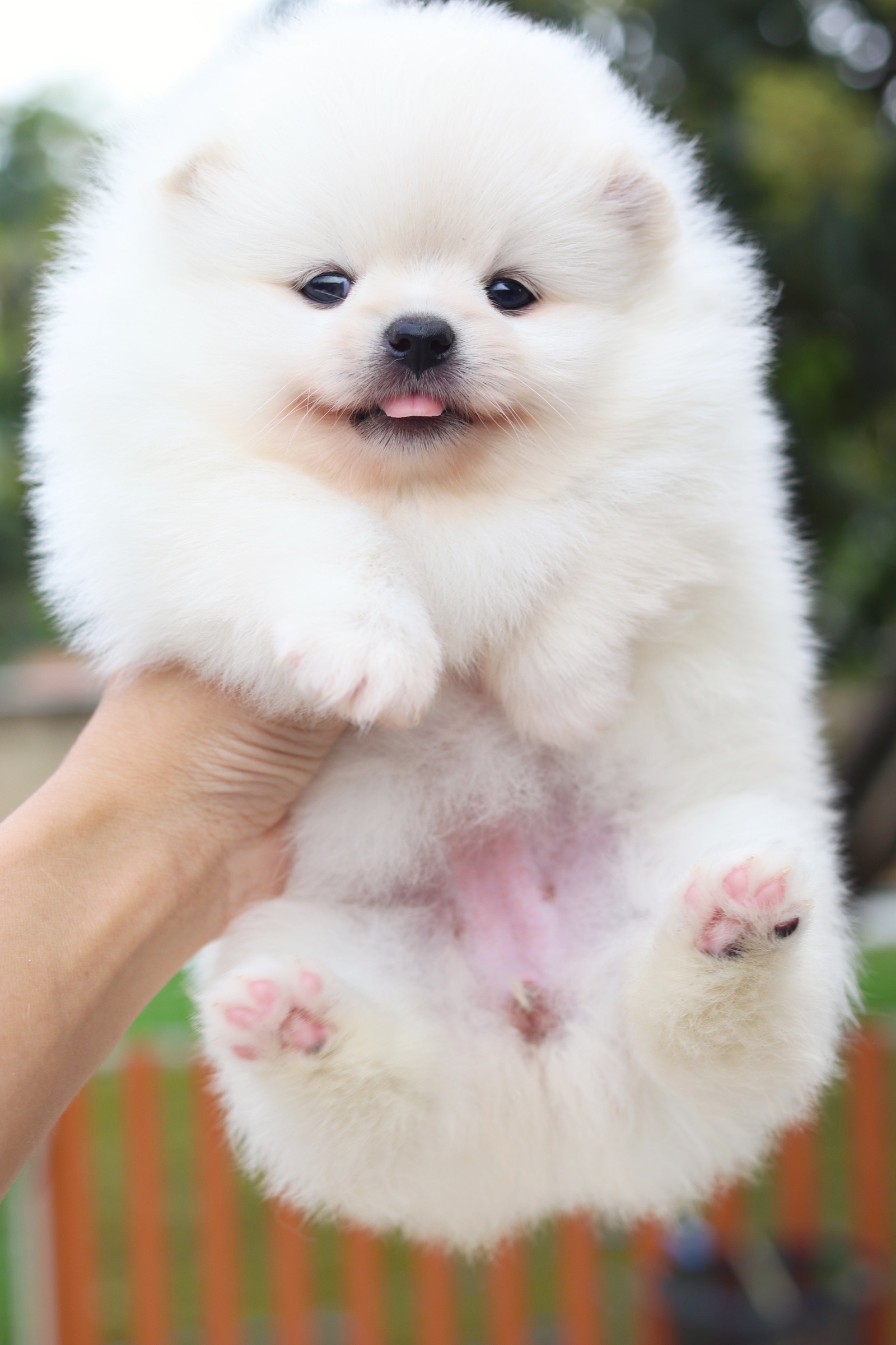 ปอมเมอเรเนียน เพศเมีย สีขาวครีม เกรดโชว์