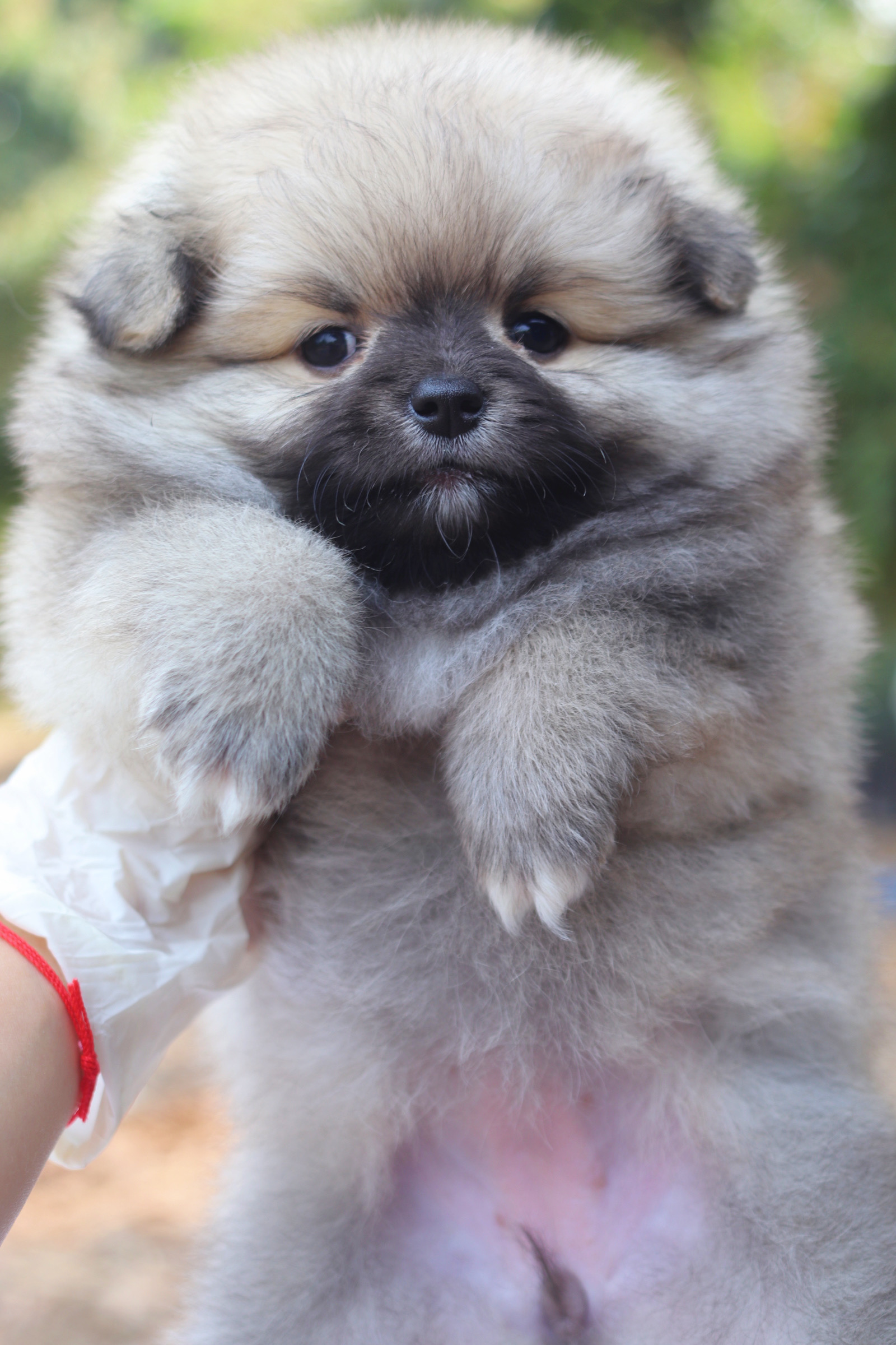 ปอมเมอเรเนียน เพศเมียสีส้ม