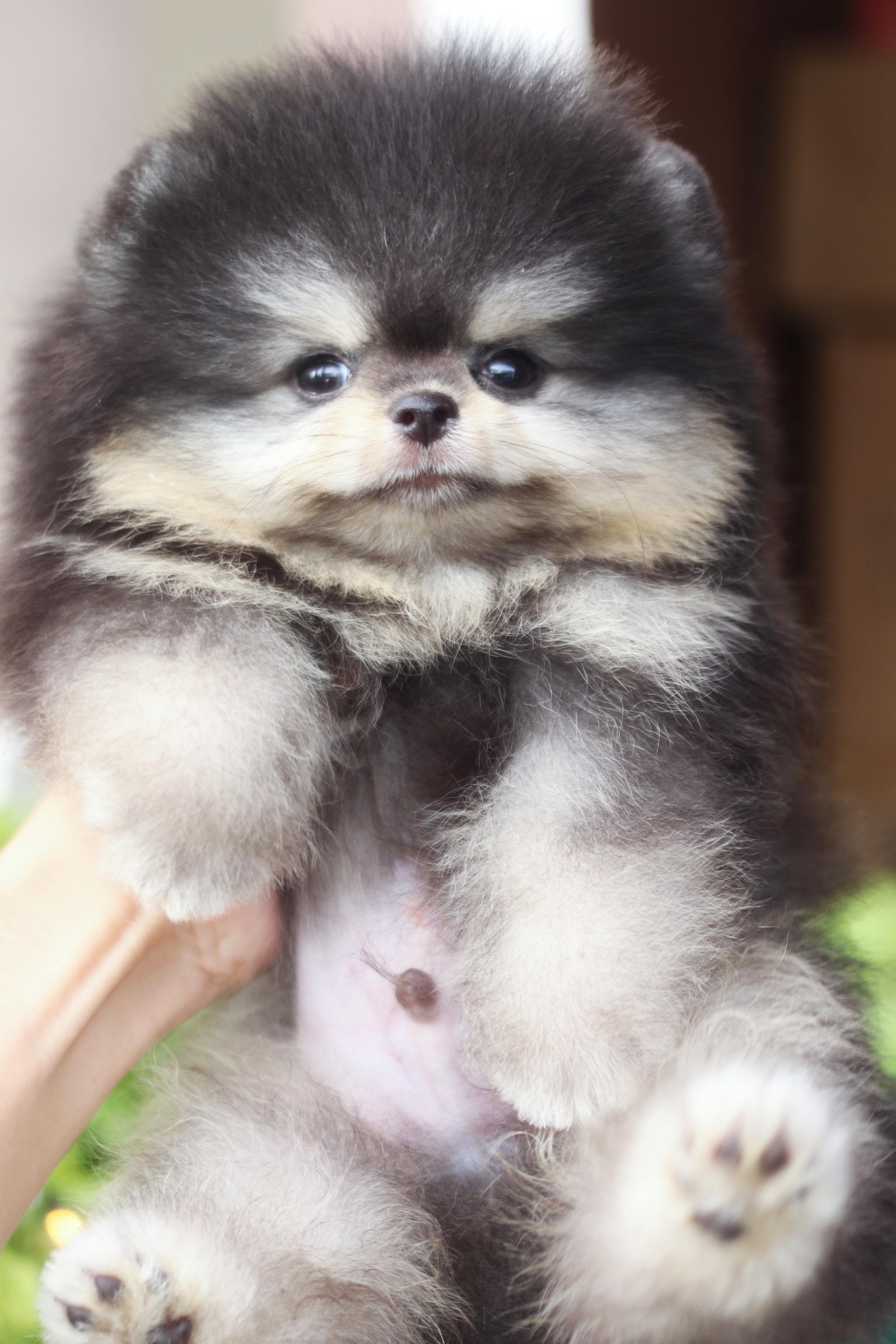 ปอมเมอเรเนียน เพศผู้ สีแบล็คแทน เกรดโชว์