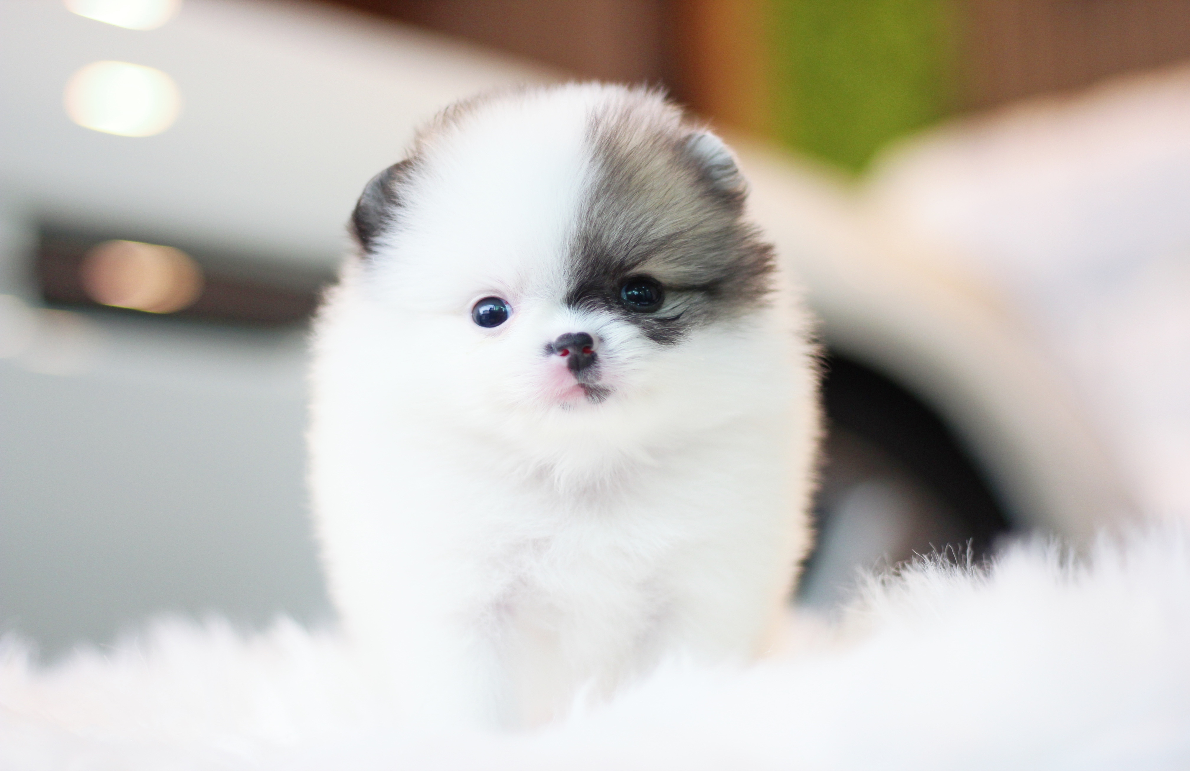 ปอมเมอเรเนียน เพศเมีย แฟนซี