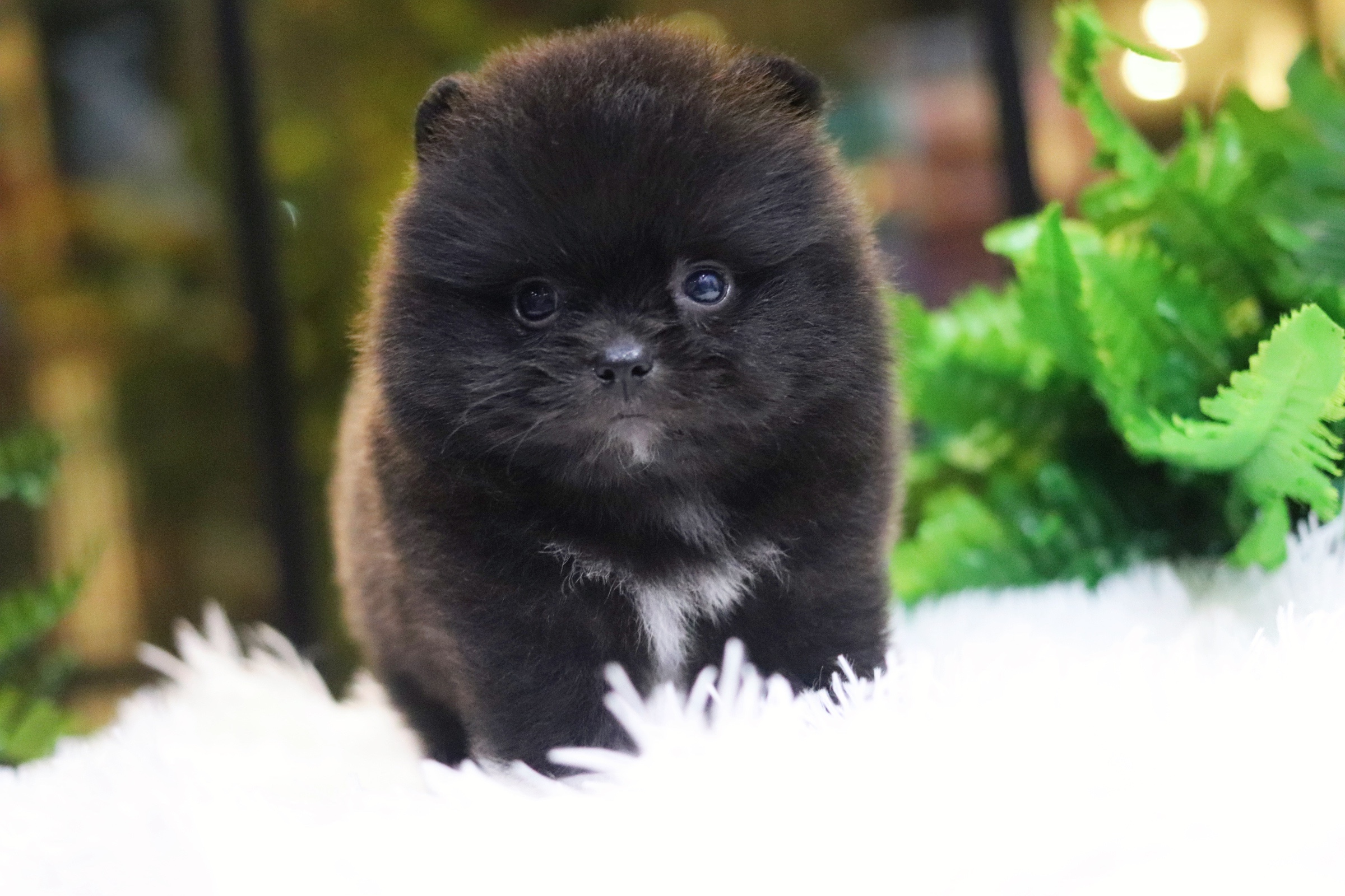 ปอมเมอเรเนียน เพศผู้ สีดำ