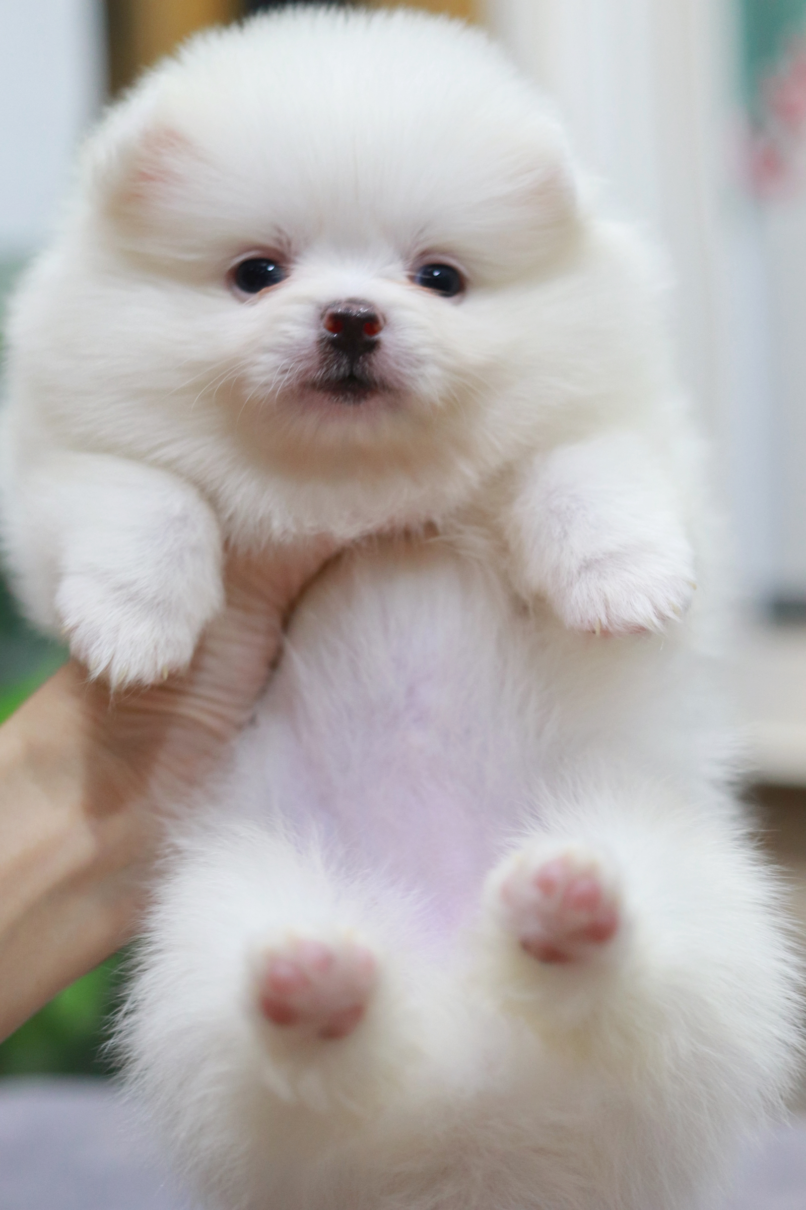 ปอมเมอเรเนียน เพศเมียขาว