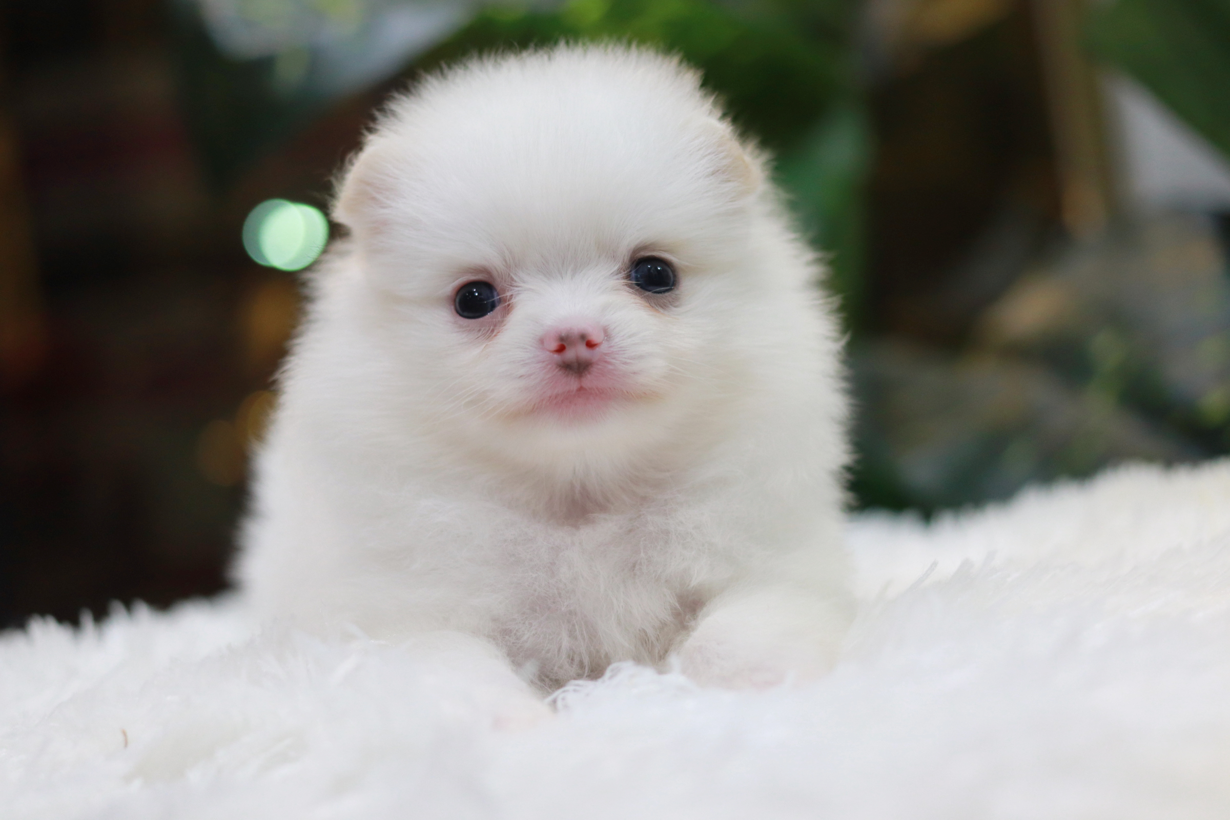 ปอมเมอเรเนียน เพศเมีย สีขาวครีม