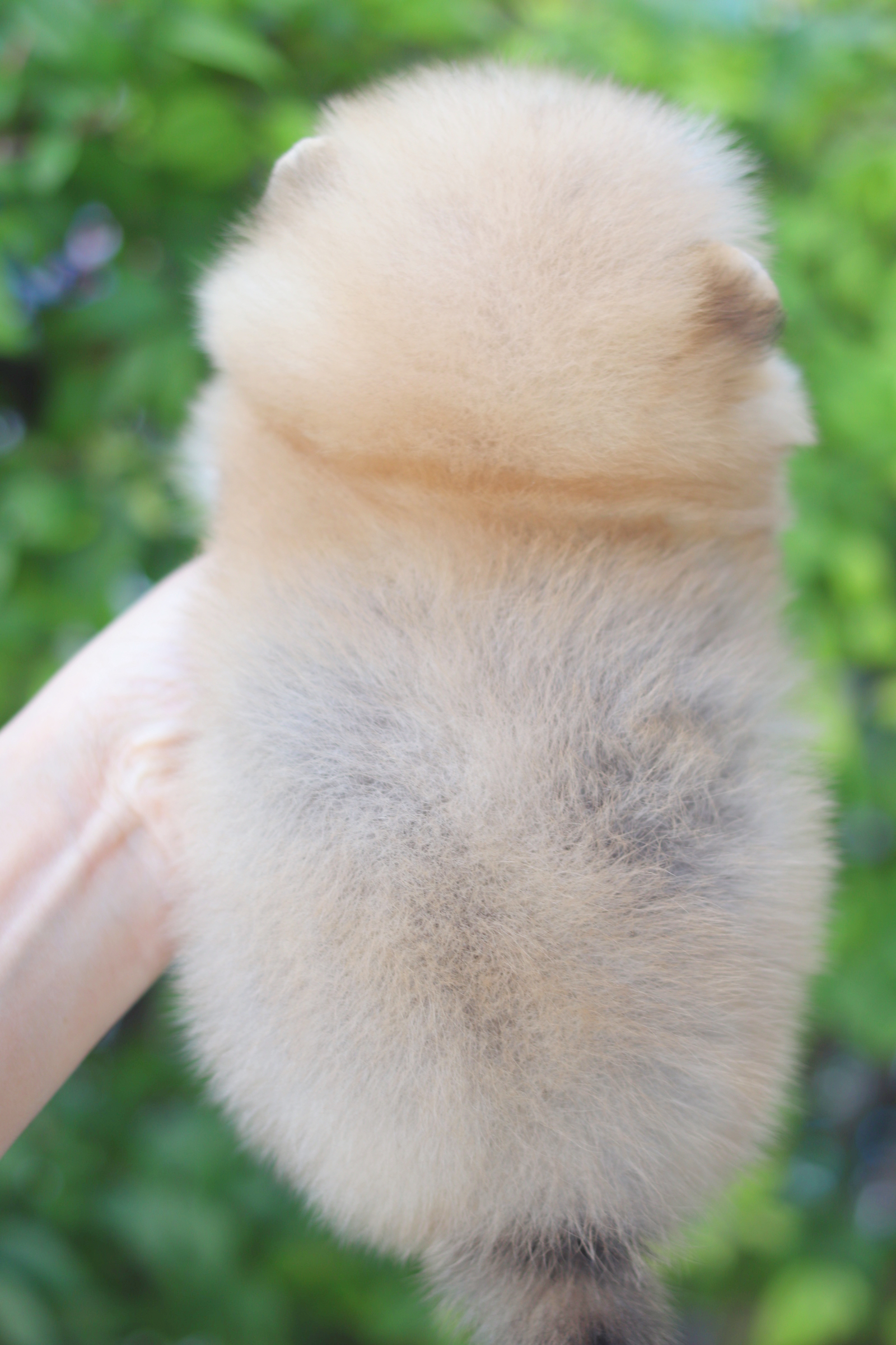 ปอมเมอเรเนียน เพศผู้สีส้ม