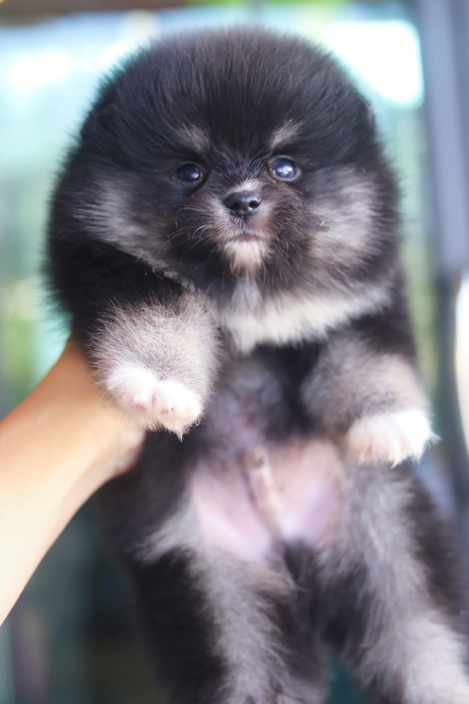 ปอมเมอเรเนียน เพศผู้ แบล็คแทน