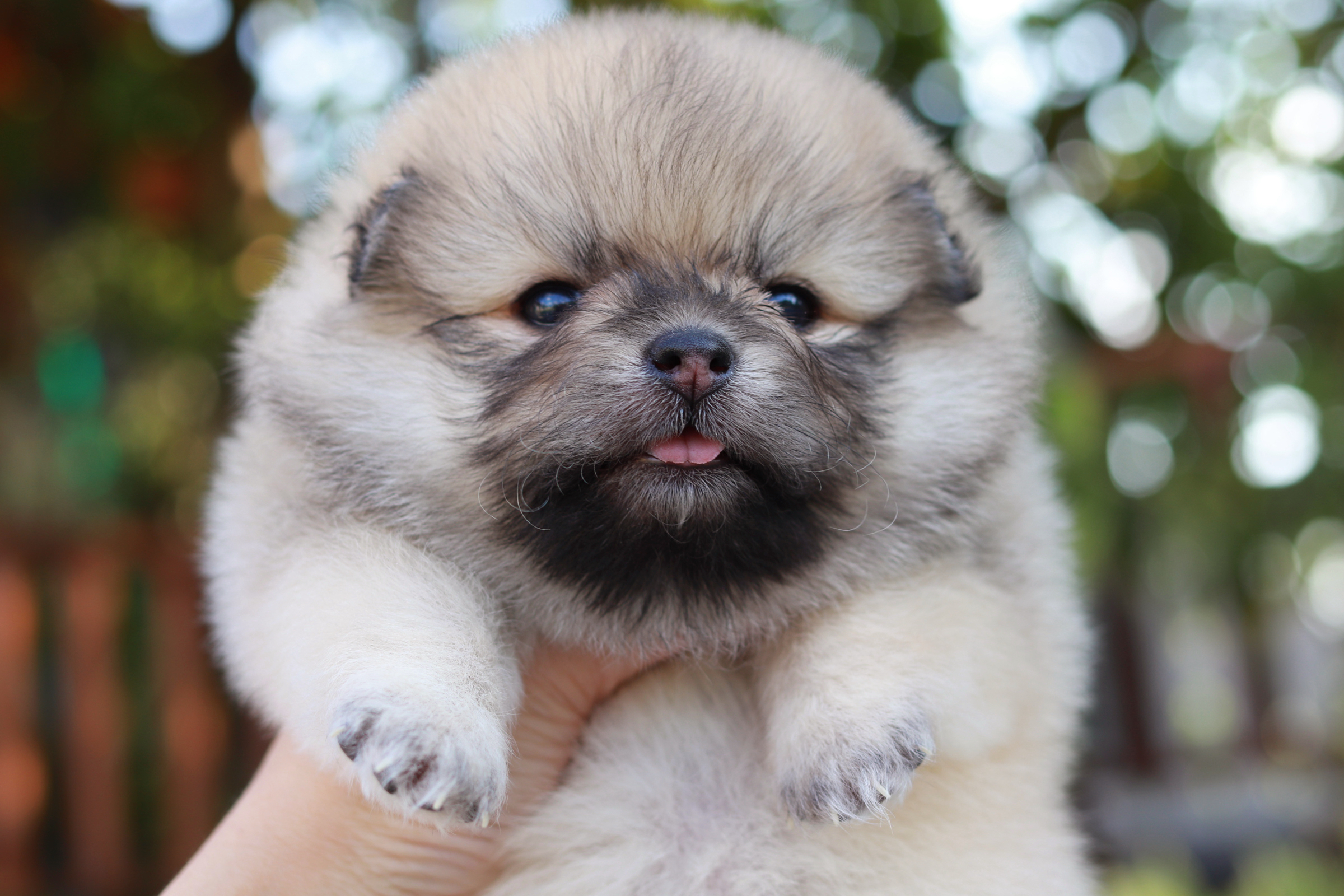 ปอมเมอเรเนียน เพศเมีย