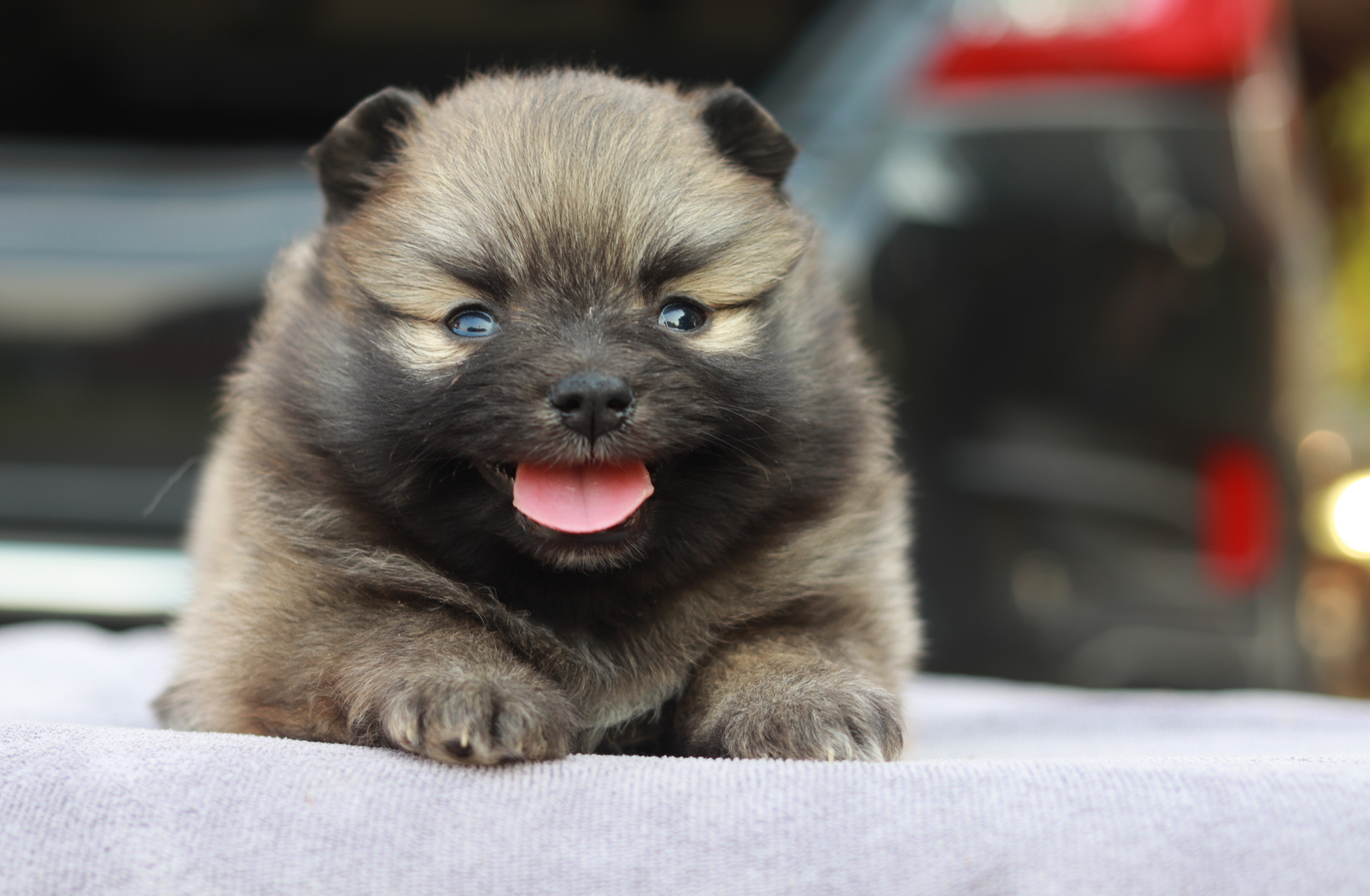 ปอมเมอเรเนียน เพศเมีย