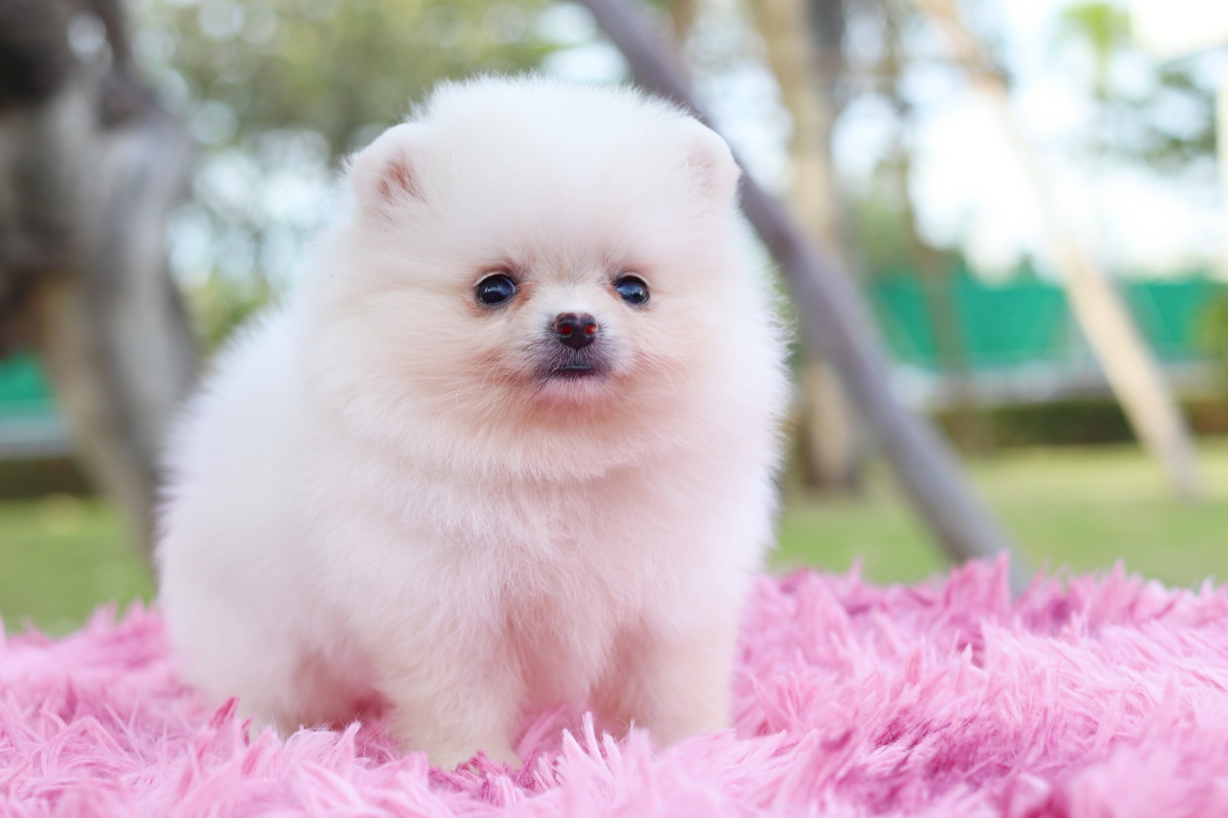 ปอมเมอเรเนียน เพศเมียสีขาวครีม ไซส์เล็ก