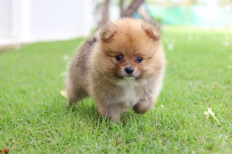 ปอมเมอเรเนียน เพศผู้