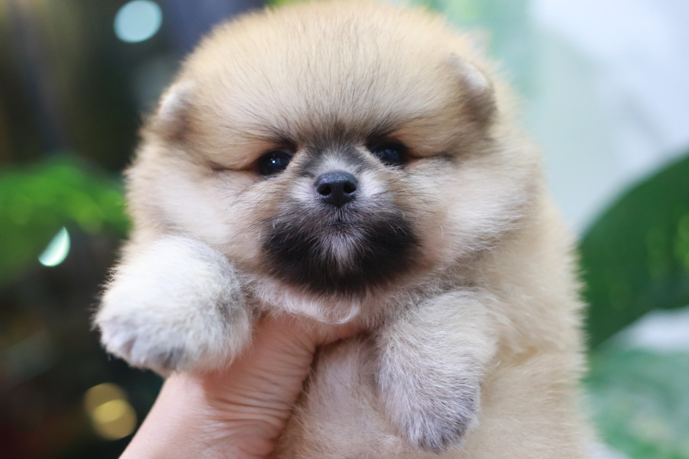 ปอมเมอเรเนียน เพศผู้ สีส้ม