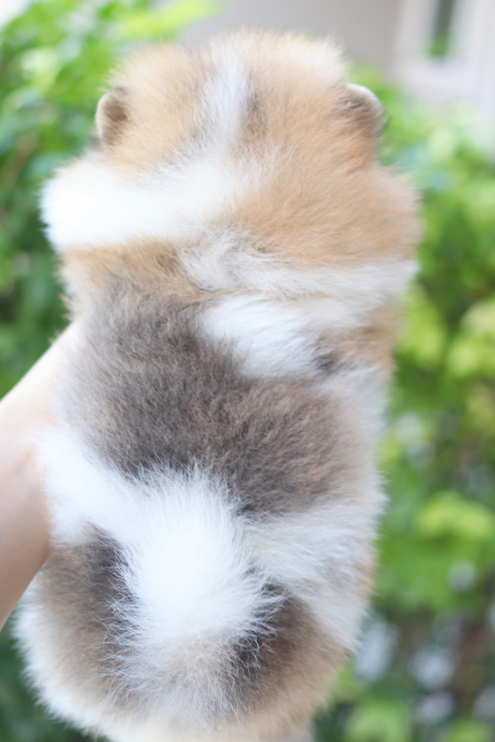 ปอมเมอเรเนียน เพศเมียสีแฟนซีเกรดโชว์