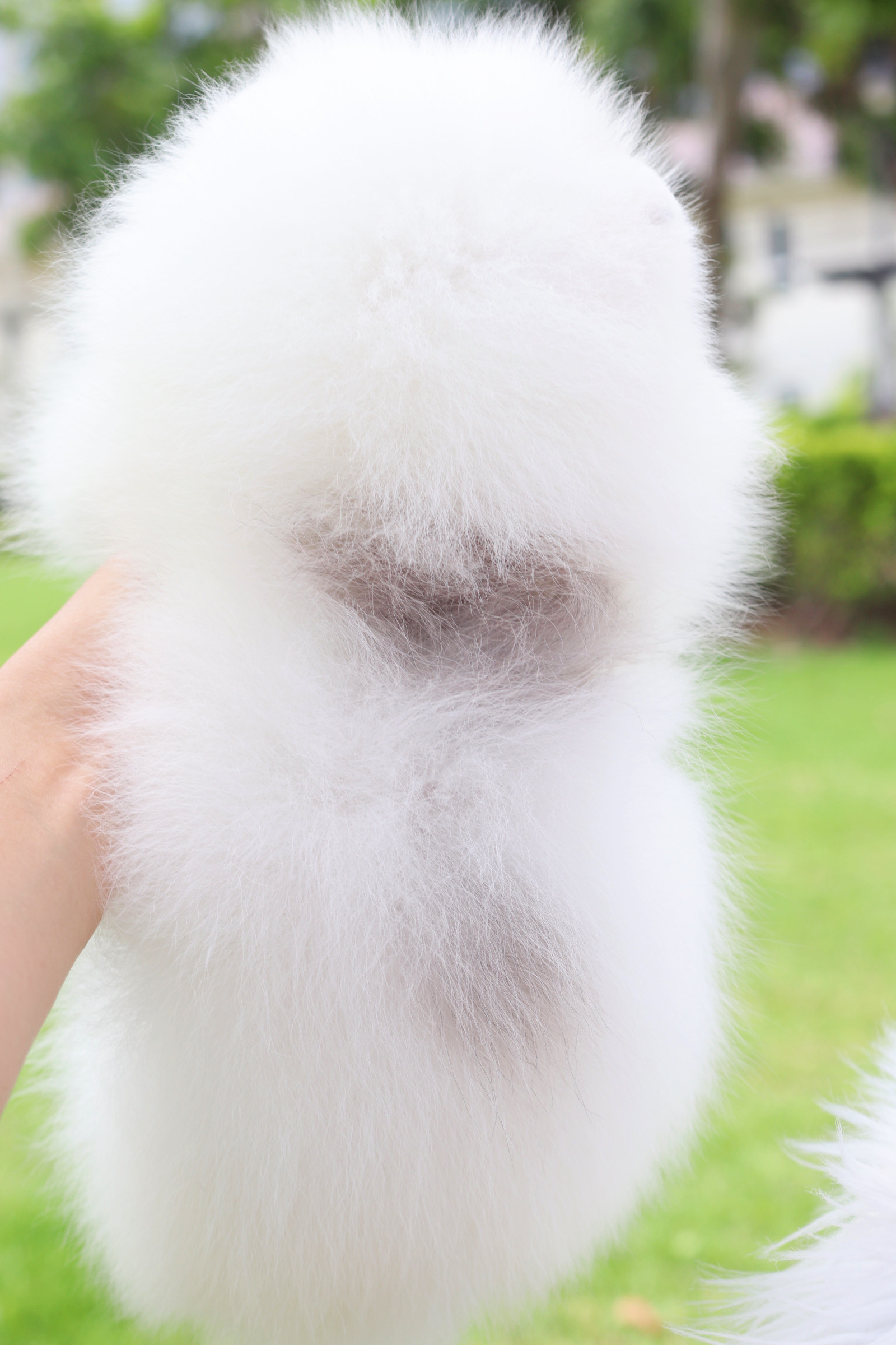 ปอมเมอเรเนียน เพศผู้สีขาว มีมาร์คด้านหลัง