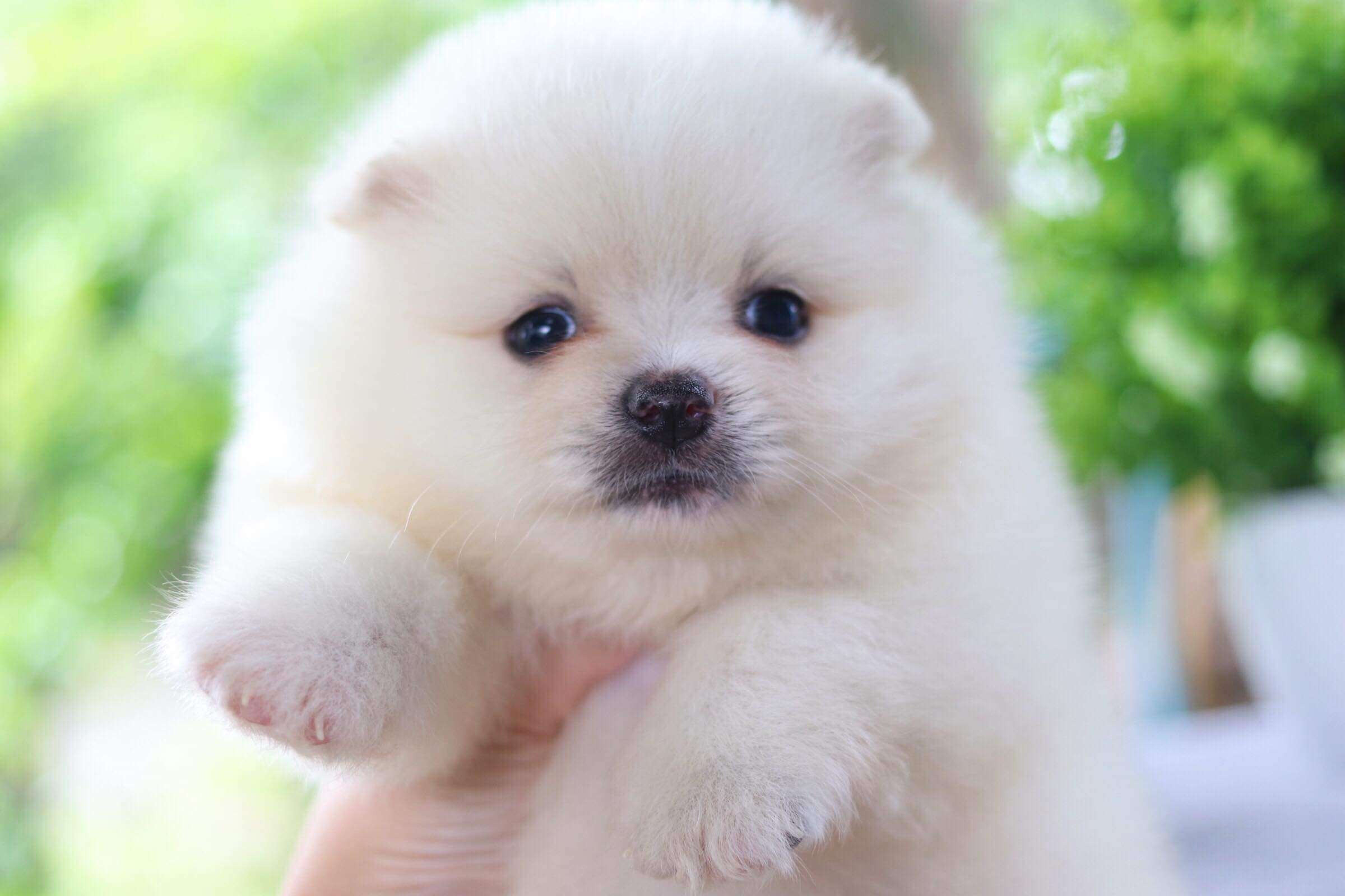 ปอมเมอเรเนียน เพศเมีย