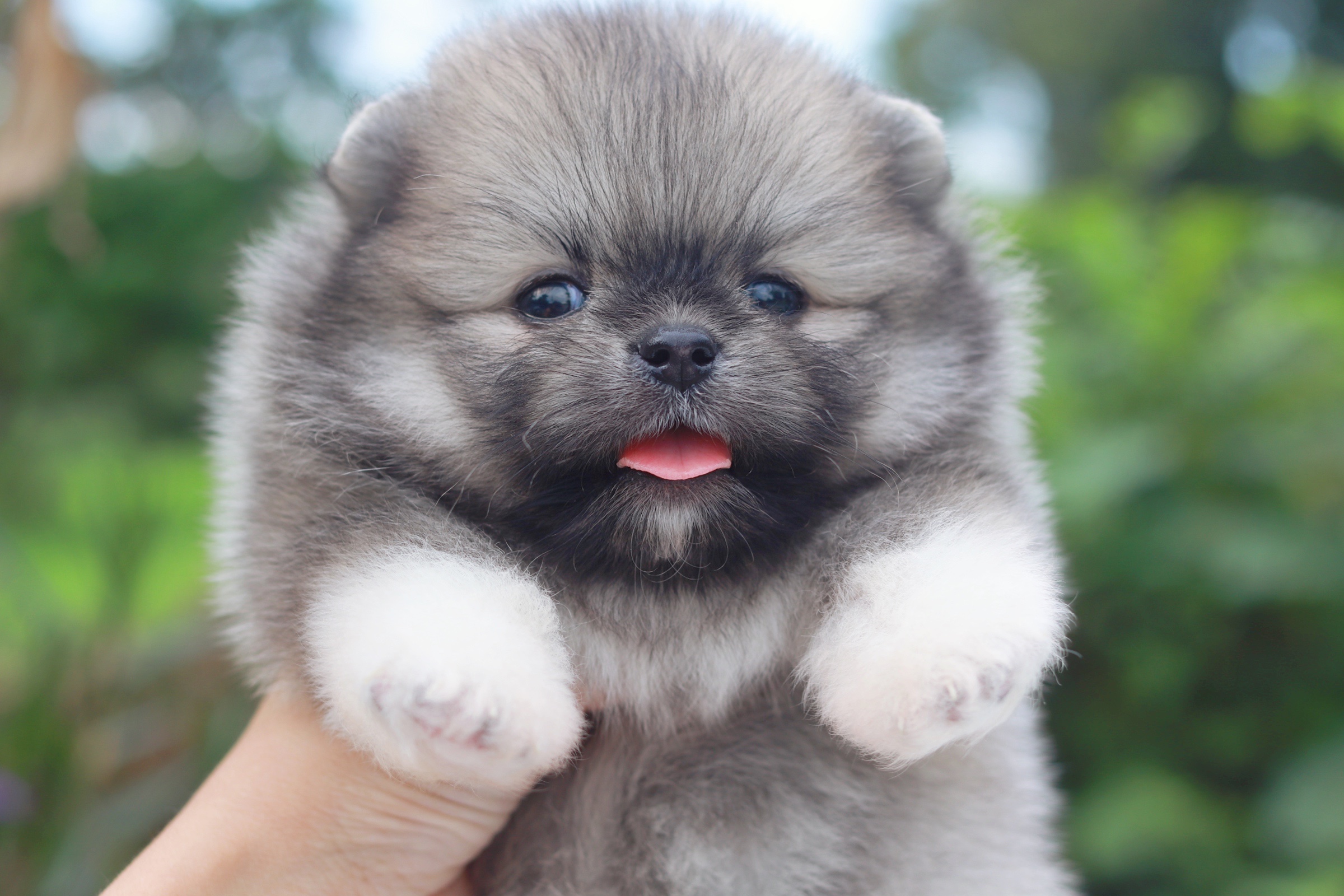 ปอมเมอเรเนียน เพศผู้สีส้ม