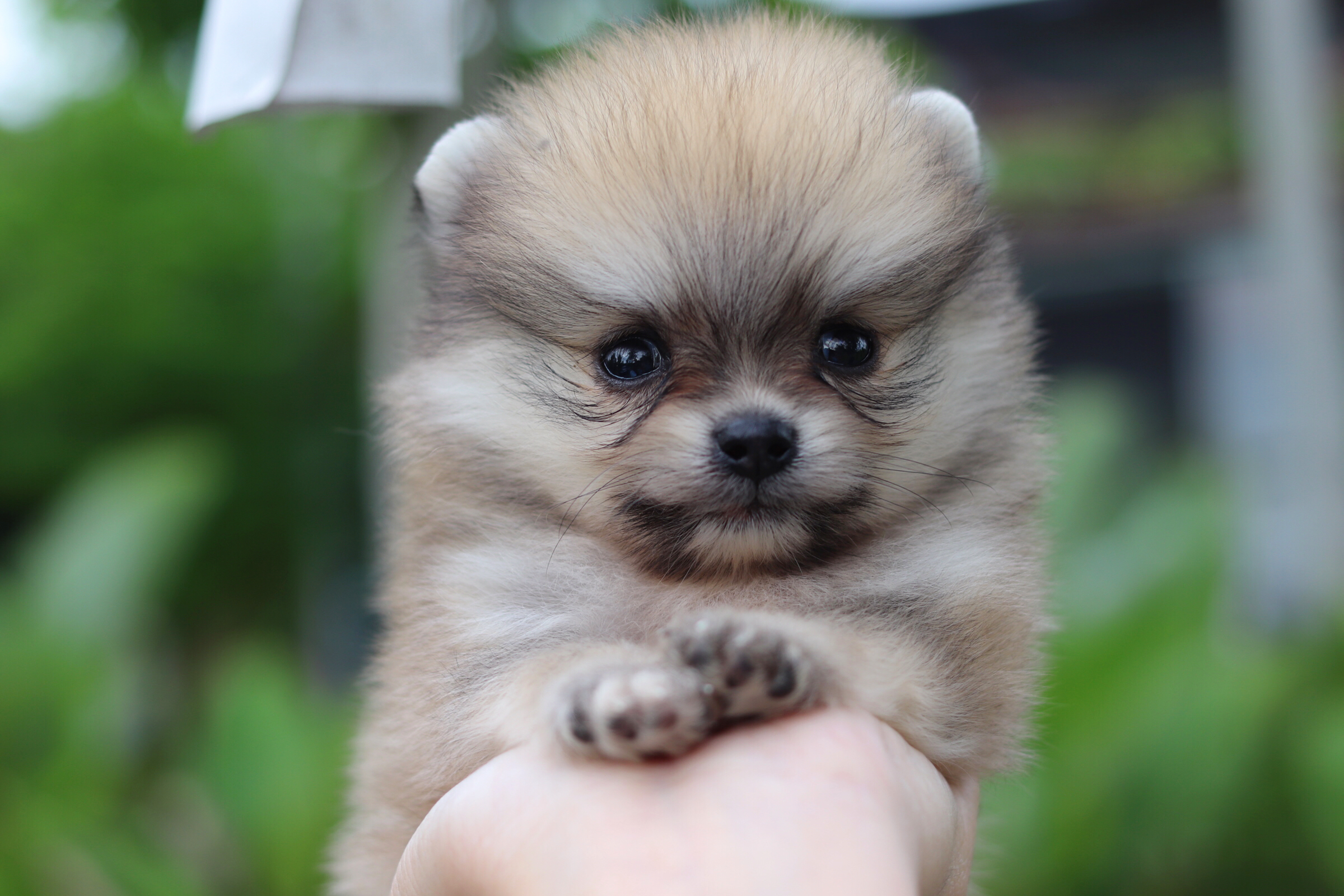 ปอมเมอเรเนียน เพศผู้