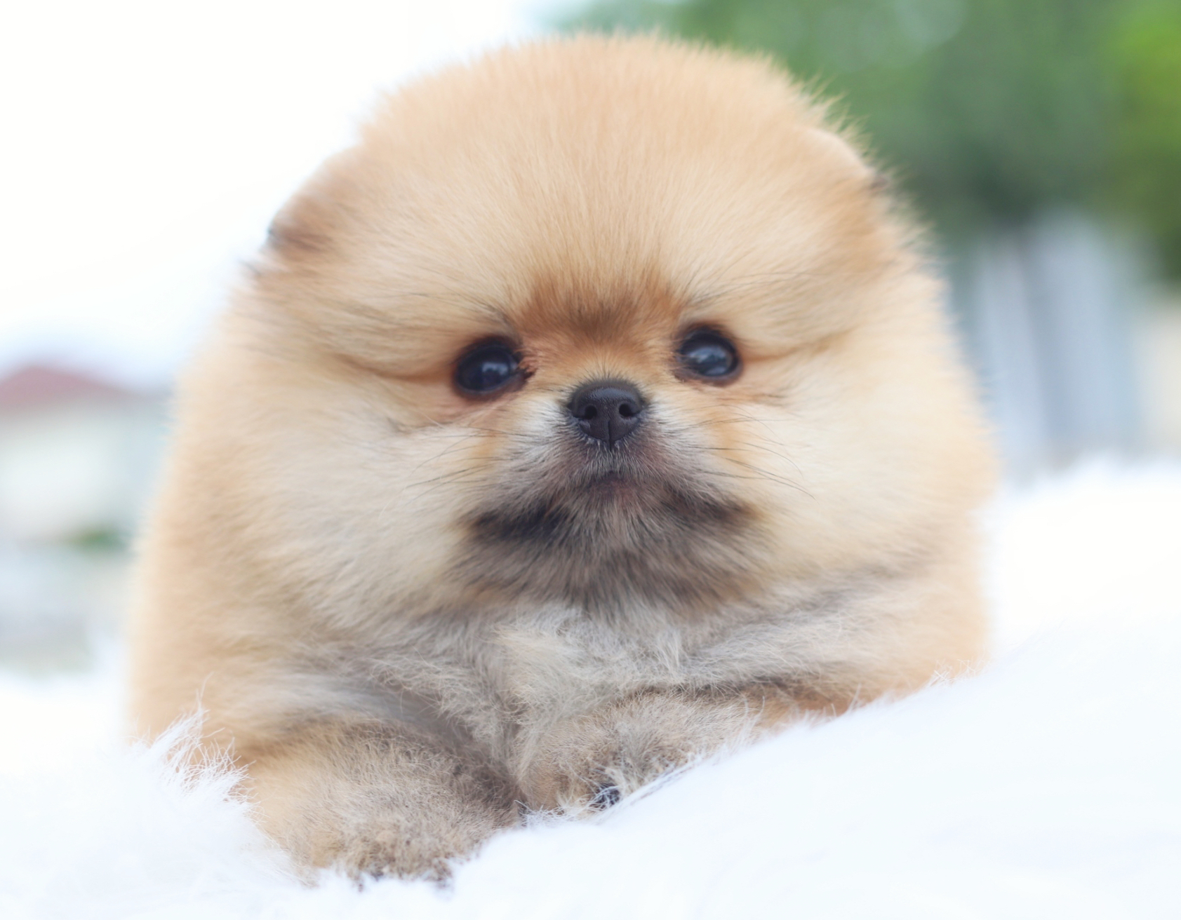 ปอมเมอเรเนียน เพศเมียสีส้มเกรดโชว์