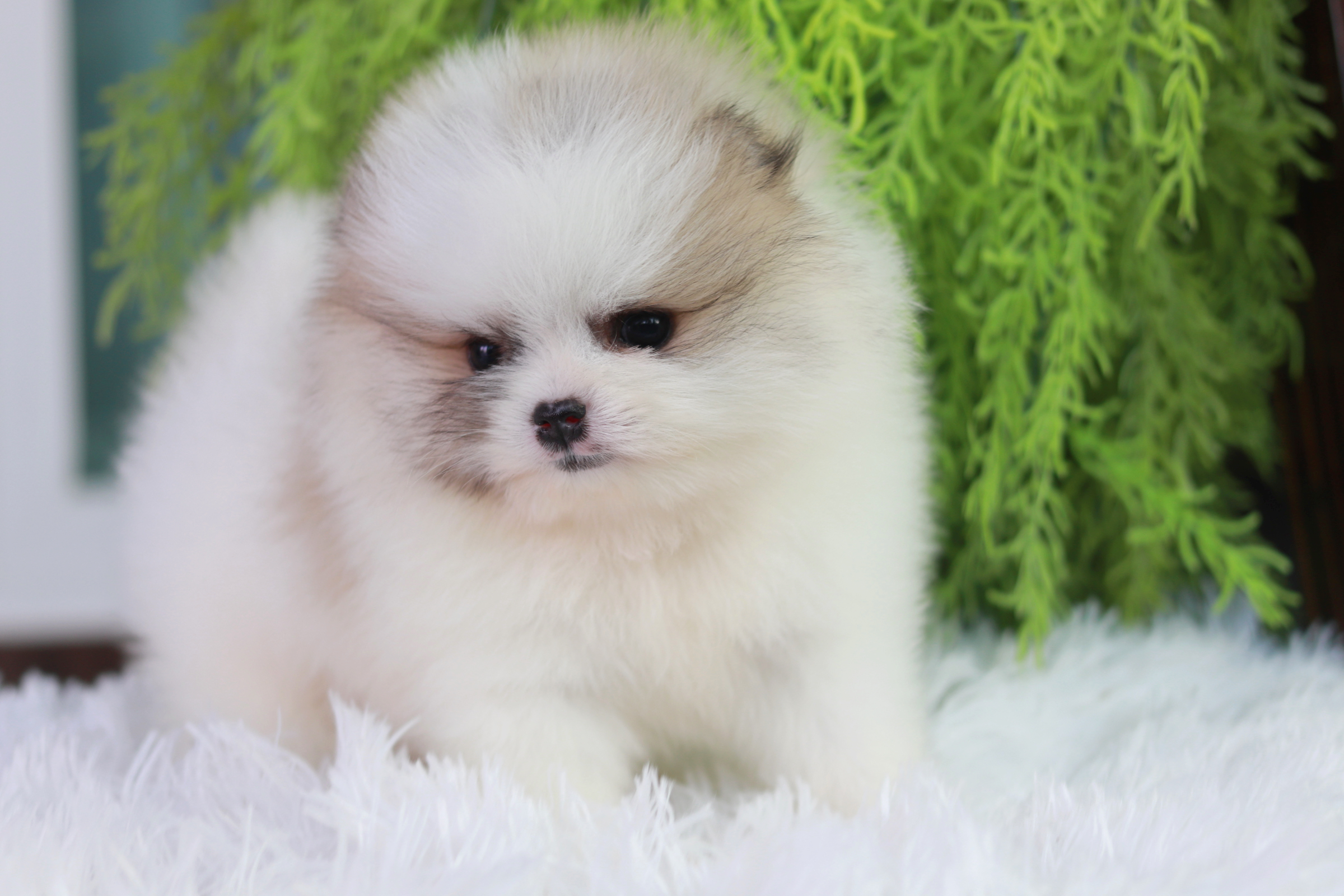 ปอมเมอเรเนียน เพศผู้