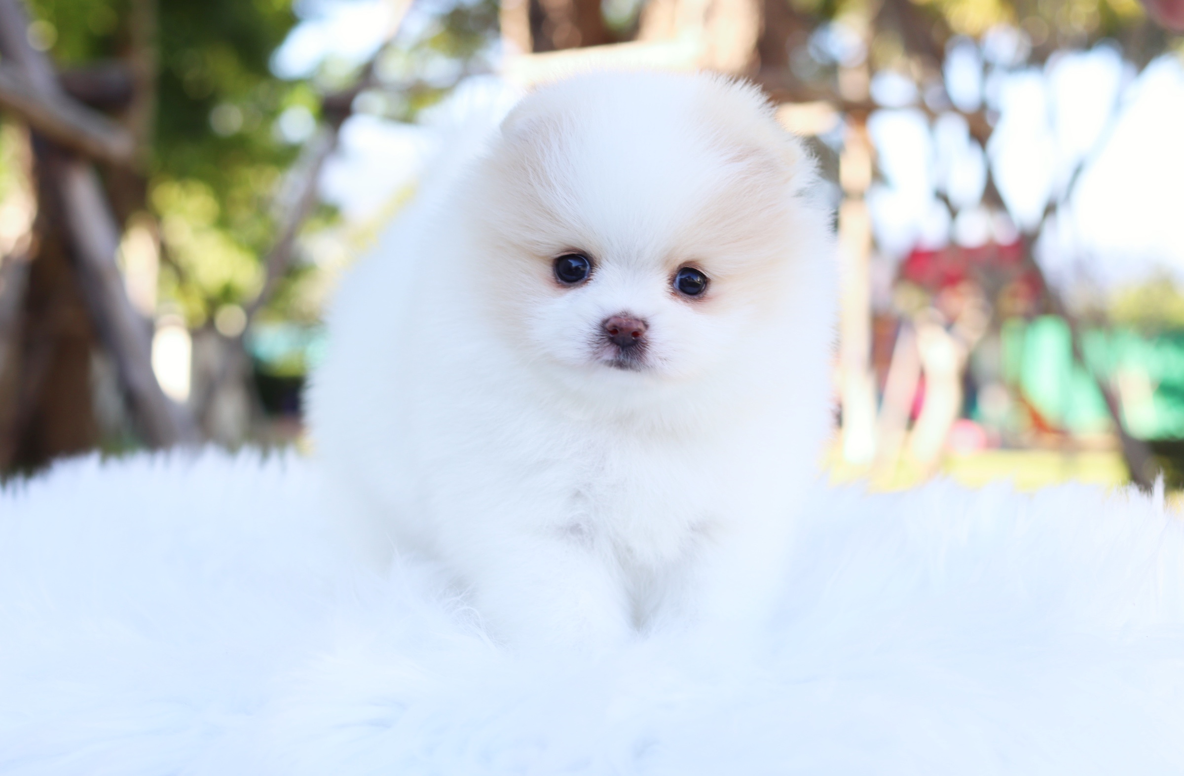 ปอมเมอเรเนียน เพศผู้ แฟนซี เกรดโชว์