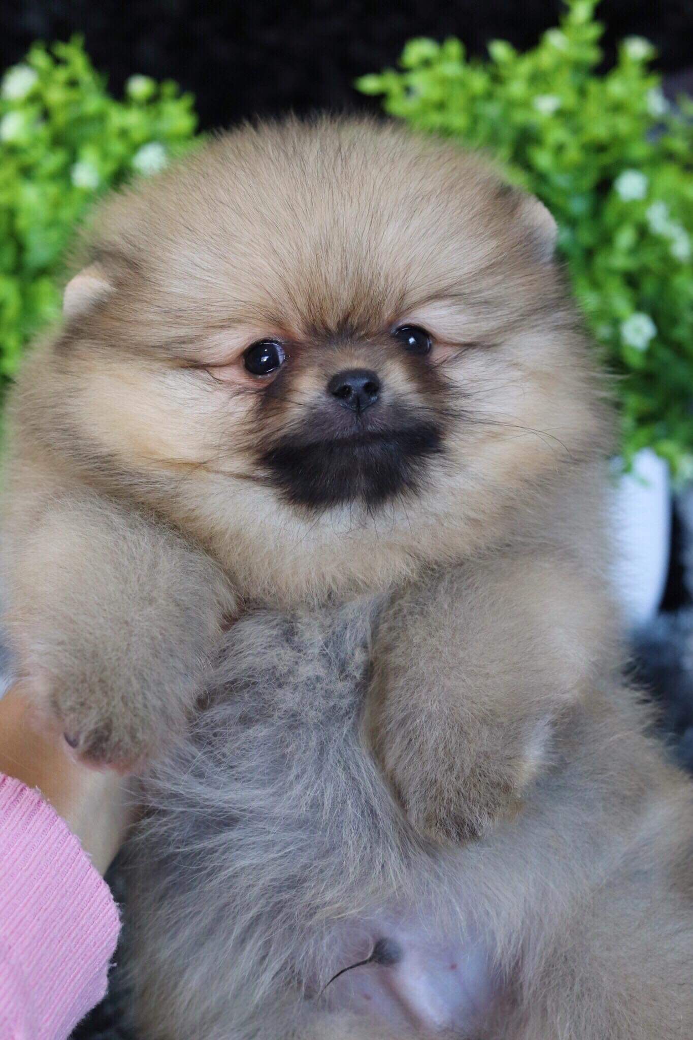 ปอมเมอเรเนียน เพศผู้