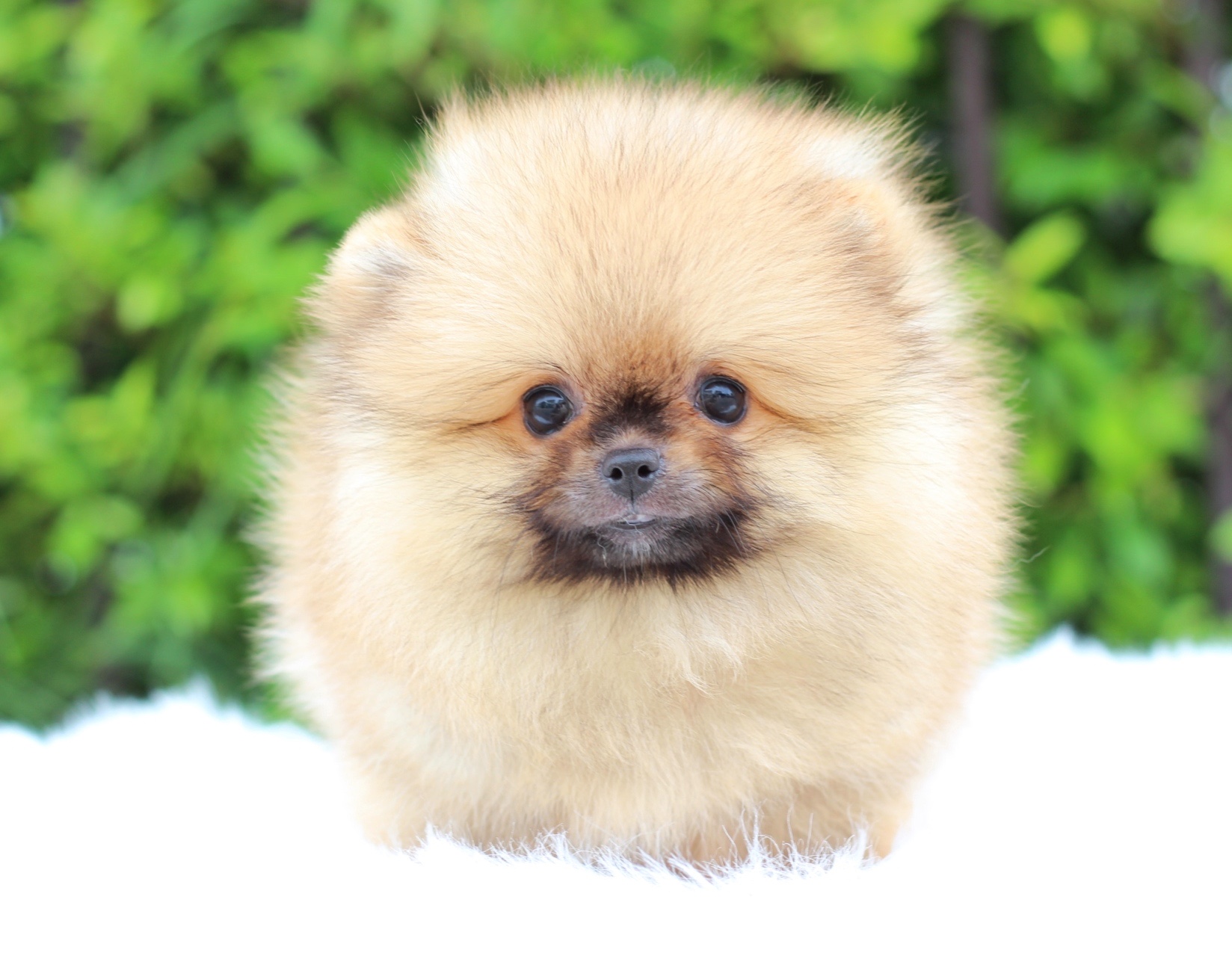 ปอมเมอเรเนียน เพศเมียสีส้ม