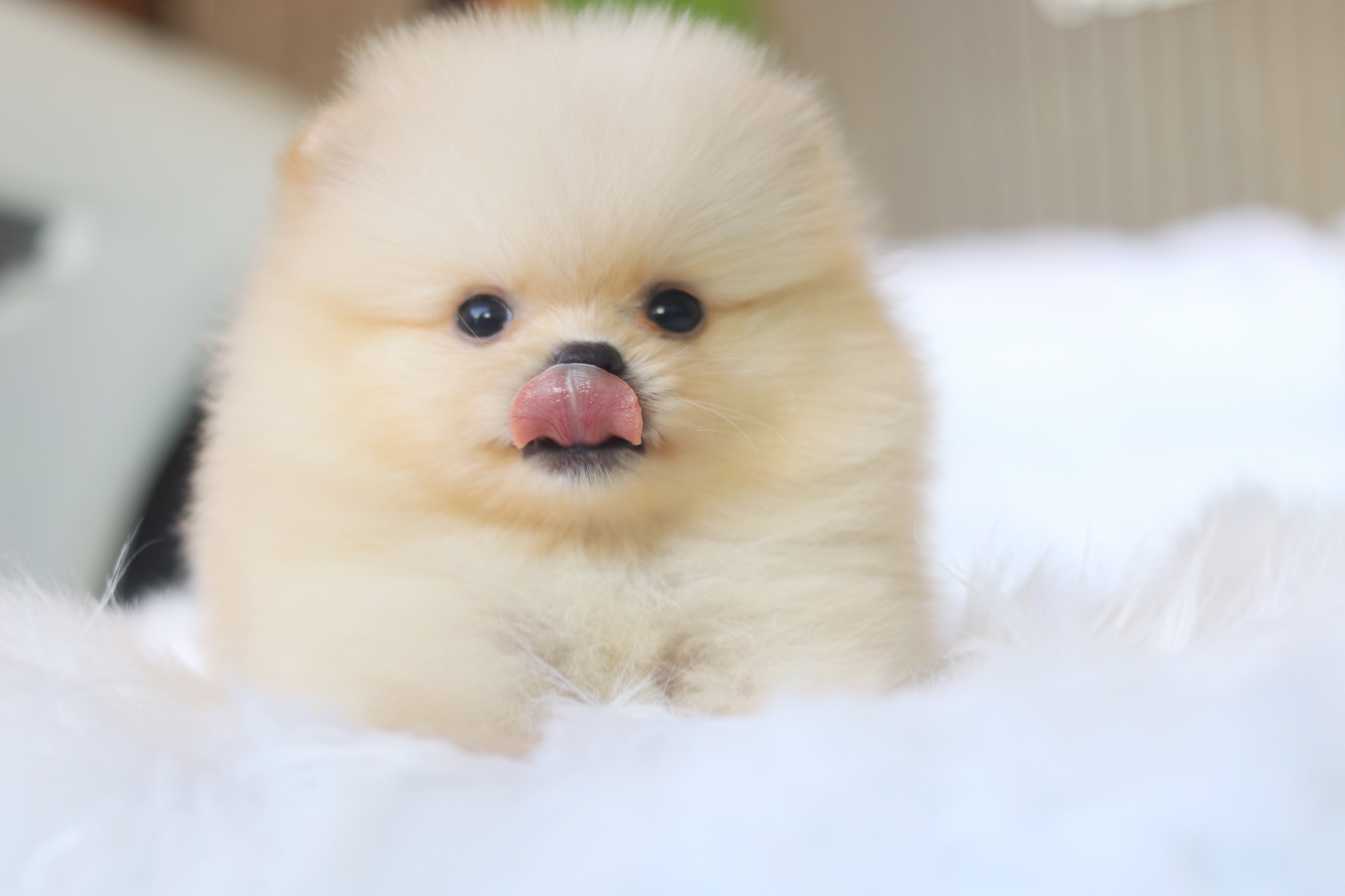 ปอมเมอเรเนียน เพศผู้ สีครีม