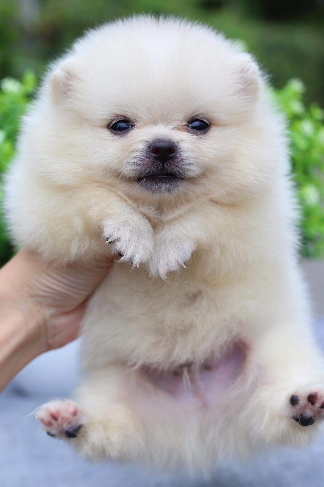 ปอมเมอเรเนียน เพศผู้