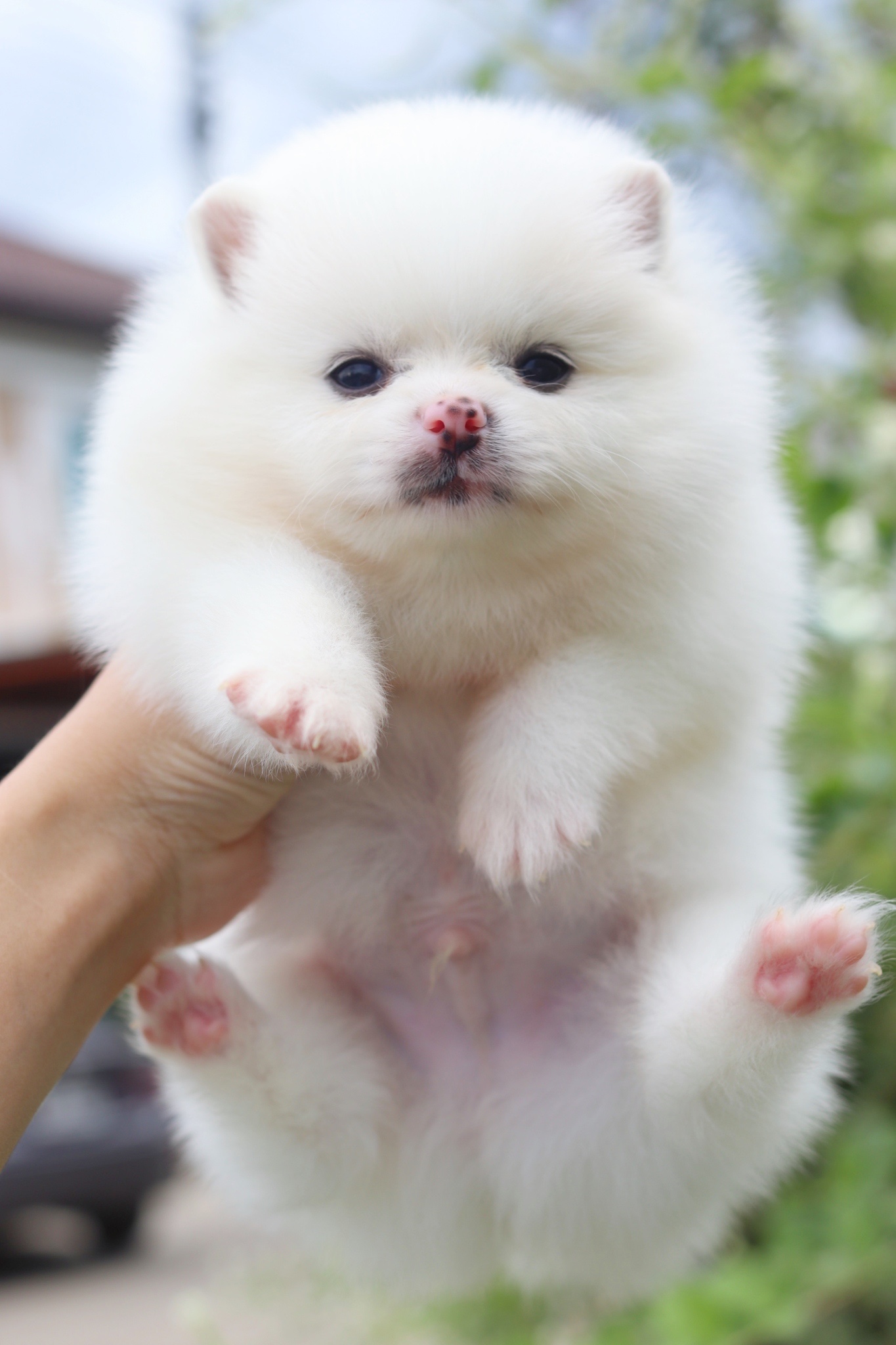 ปอมเมอเรเนียน เพศผู้สีขาวครีม