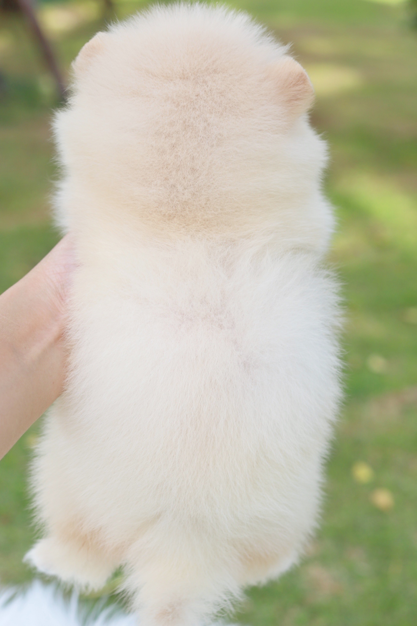 ปอมเมอเรเนียน เพศผู้สีขาวครีม