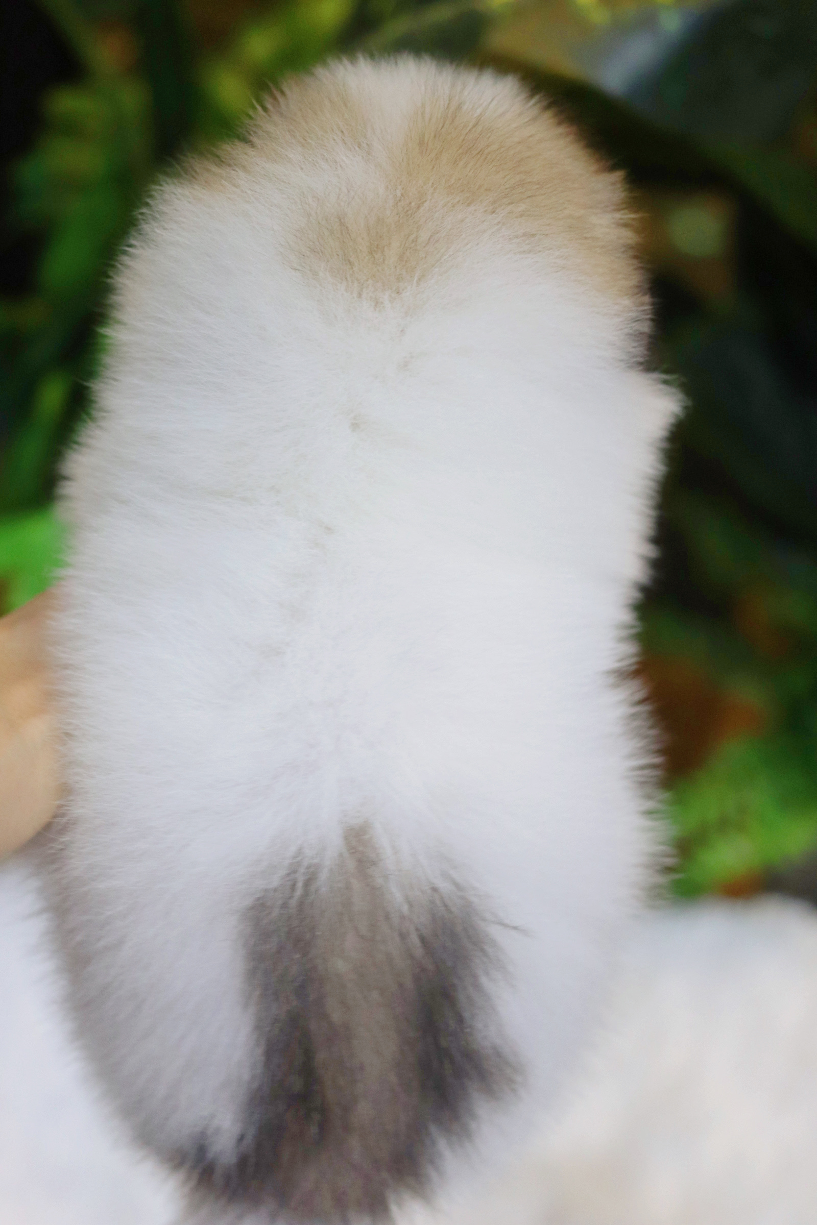 ปอมเมอเรเนียน เพศผู้แฟนซีเกรดเลี้ยงเล่นไซส์ปกติ