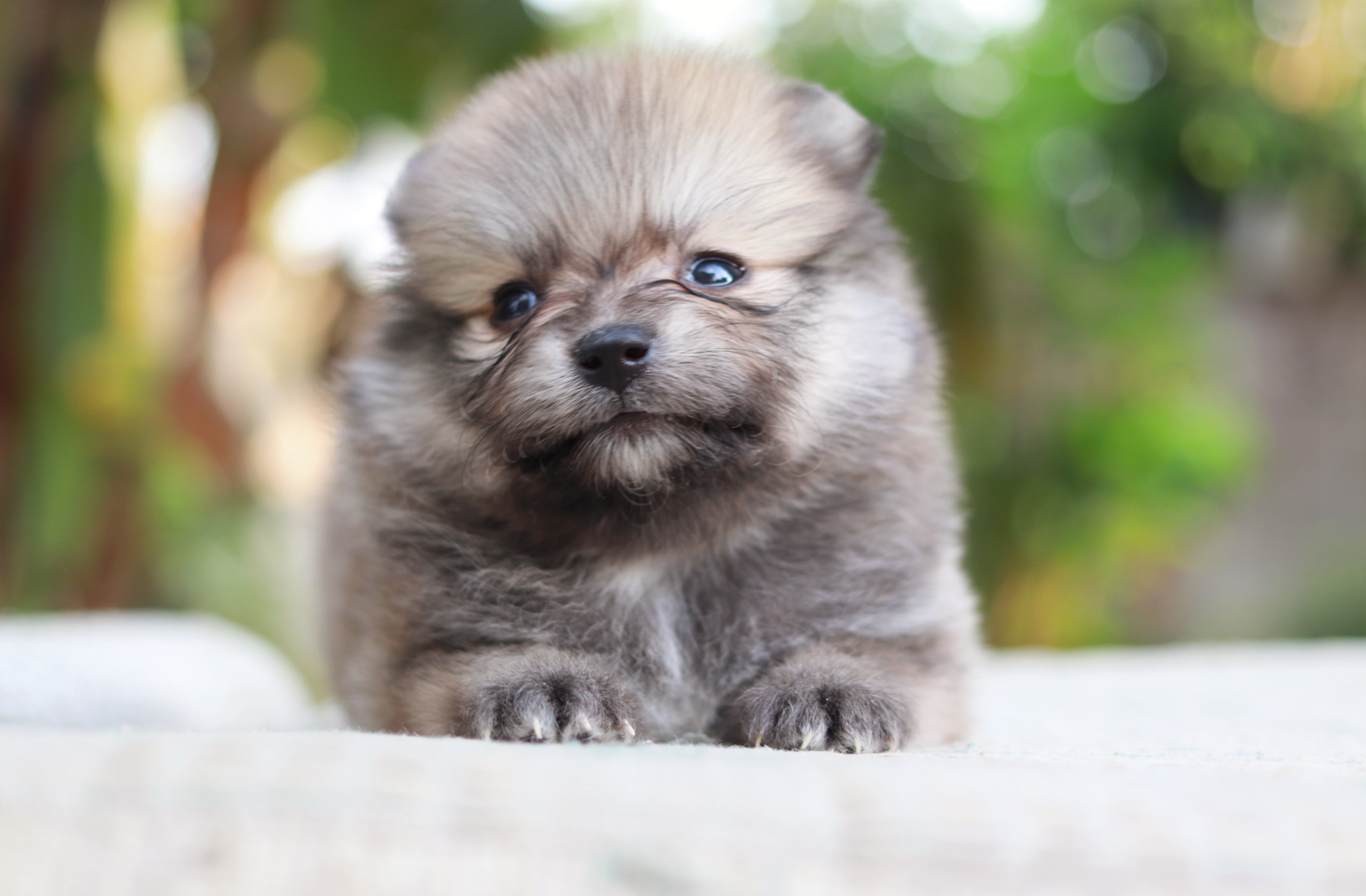 ปอมเมอเรเนียน เพศผู้