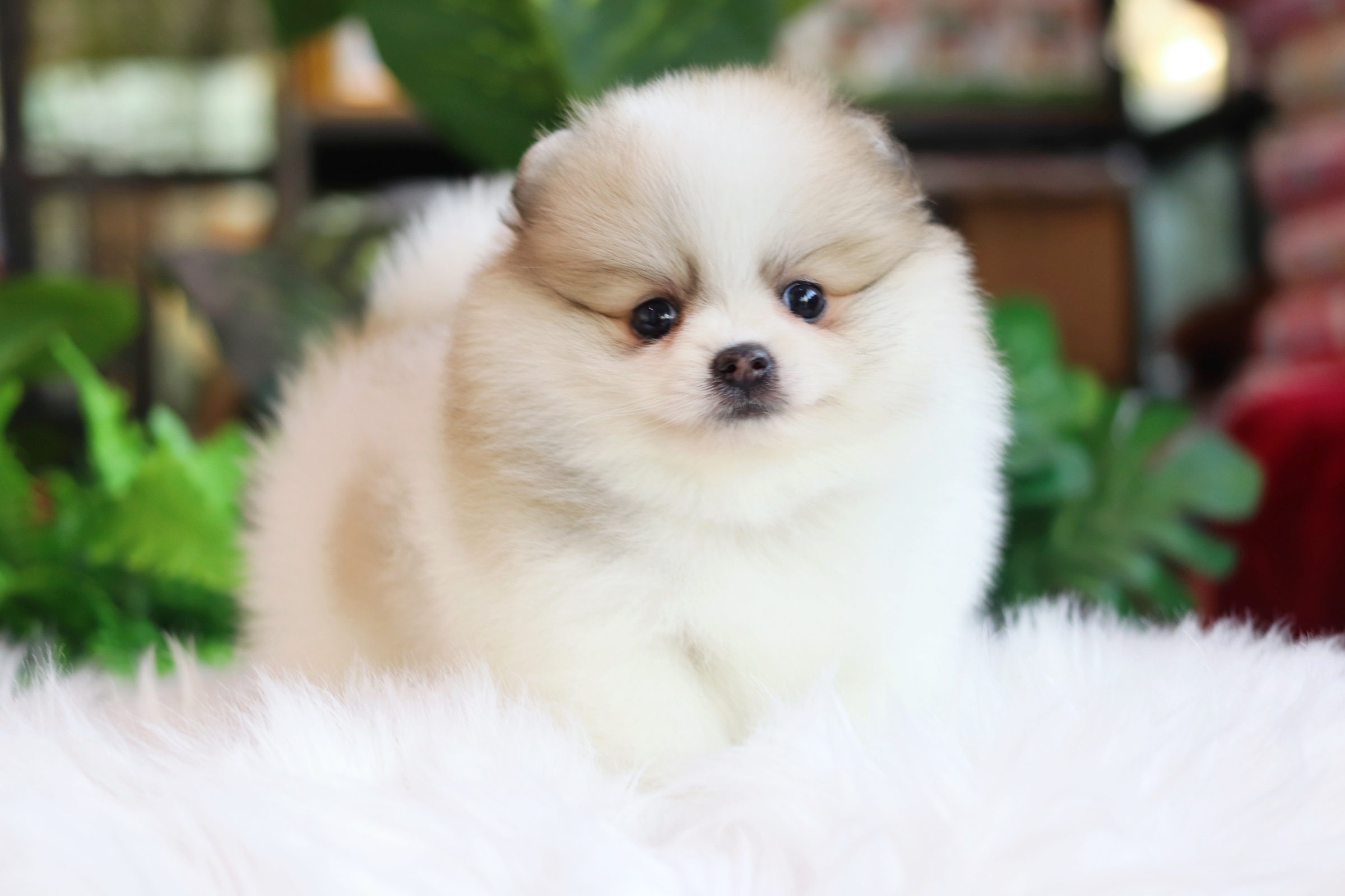 ปอมเมอเรเนียน เพศเมียสีแฟนซี