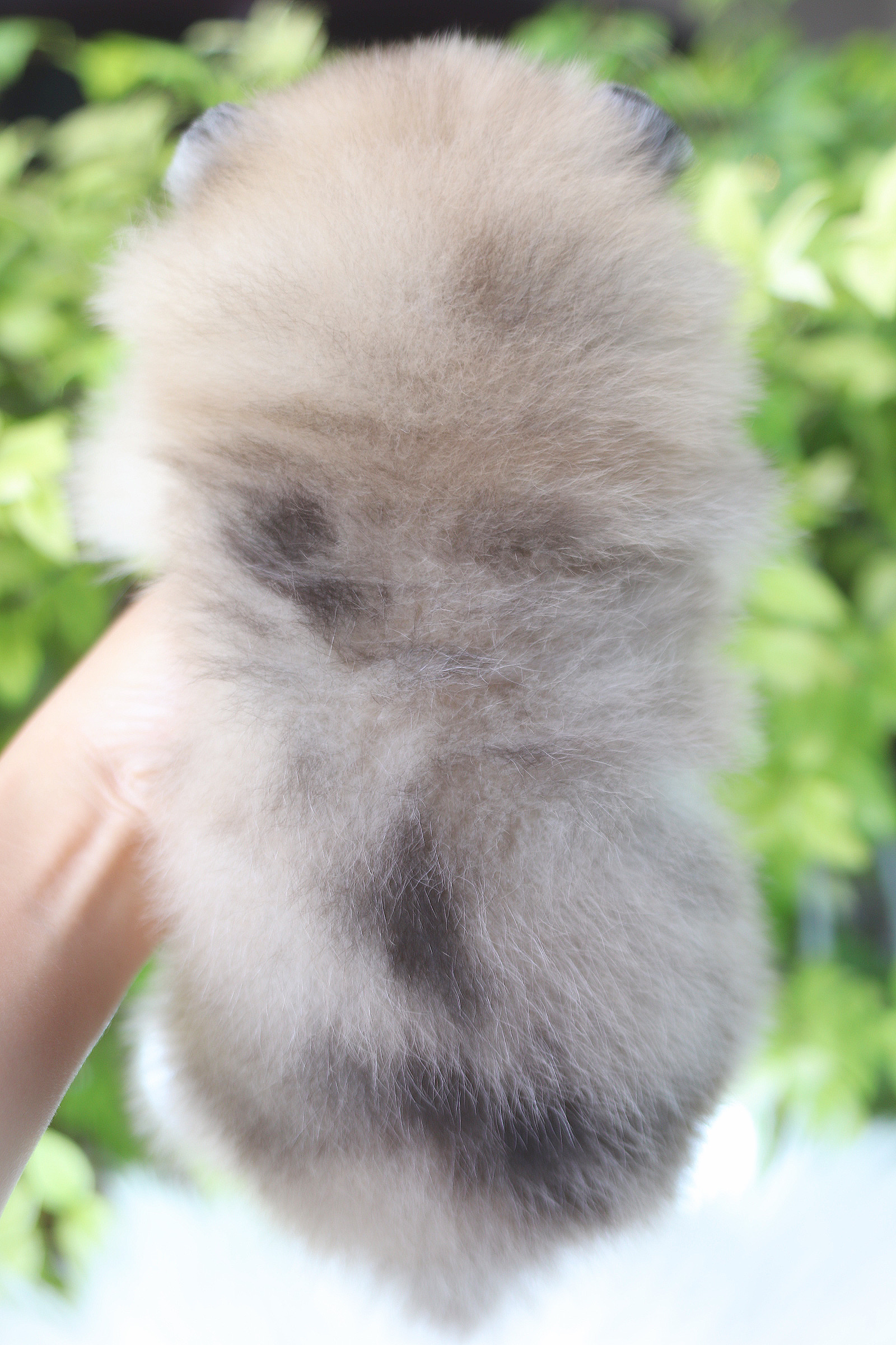 ปอมเมอเรเนียน เพศเมียสีส้ม