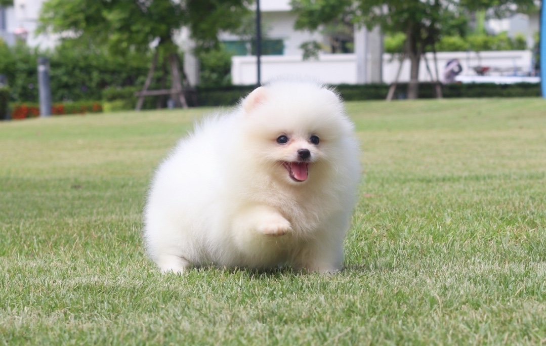 ปอมเมอเรเนียน เพศเมียสีขาวครีม
