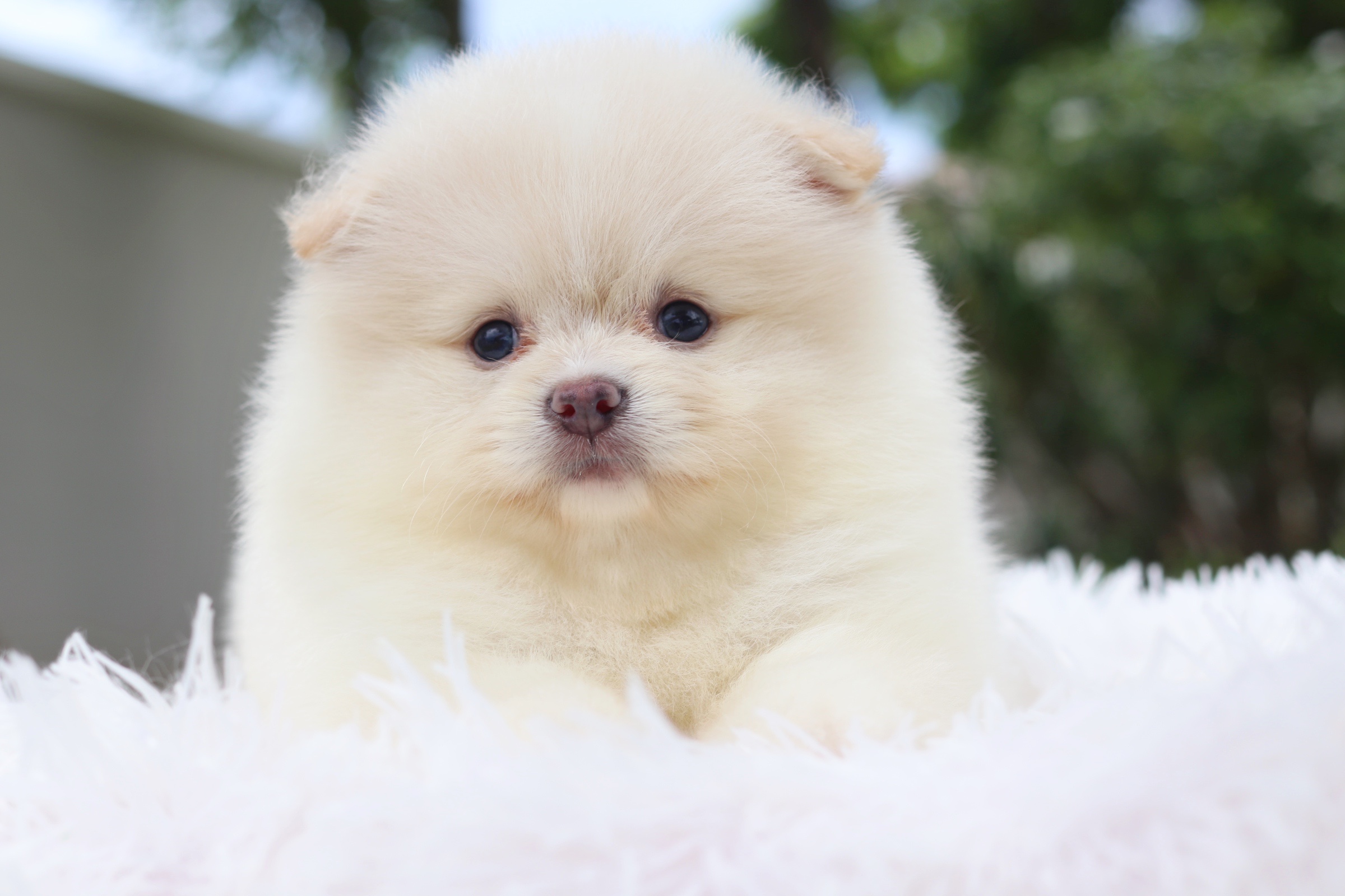 ปอมเมอเรเนียน เพศเมียสีครีม