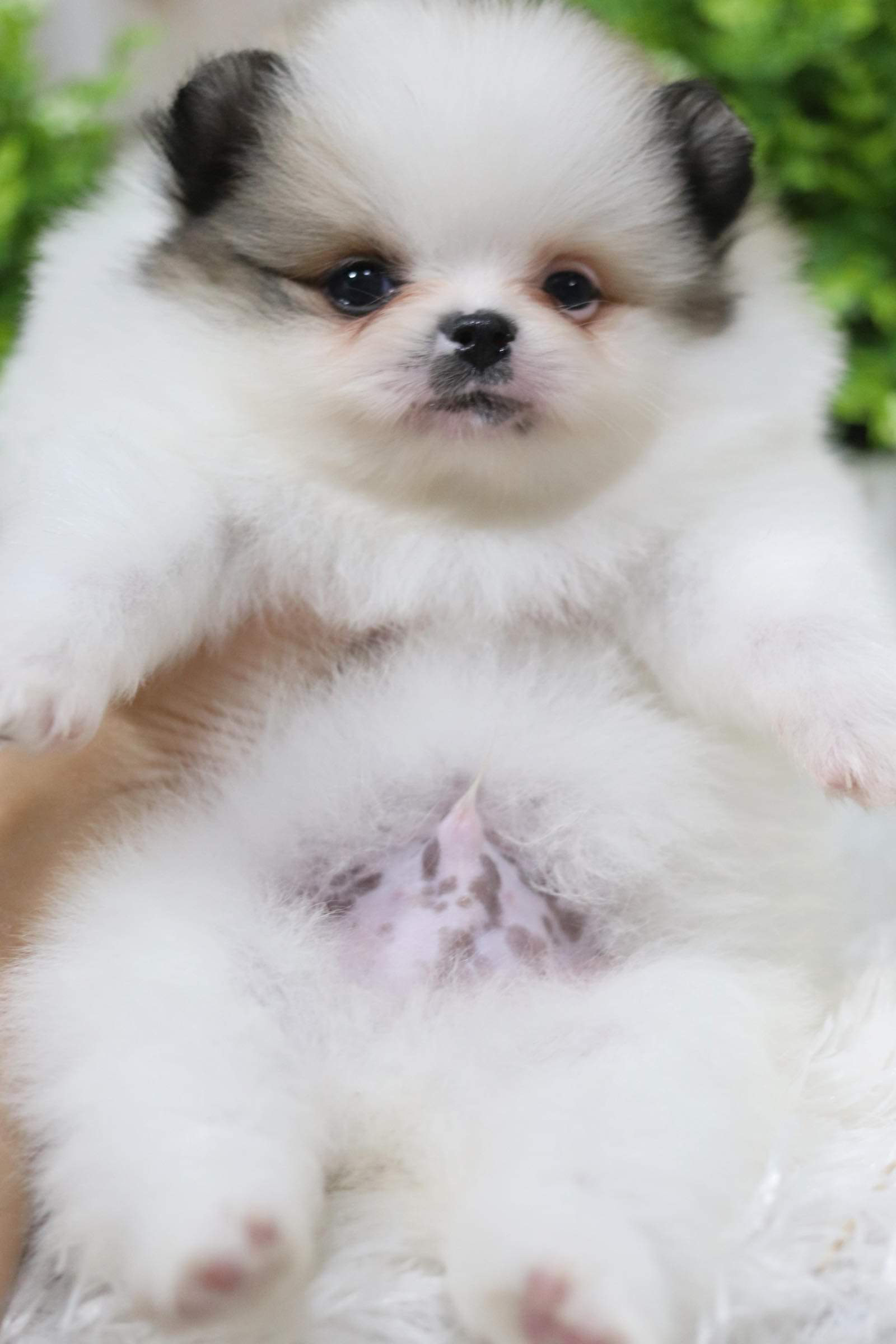 ปอมเมอเรเนียน เพศผู้