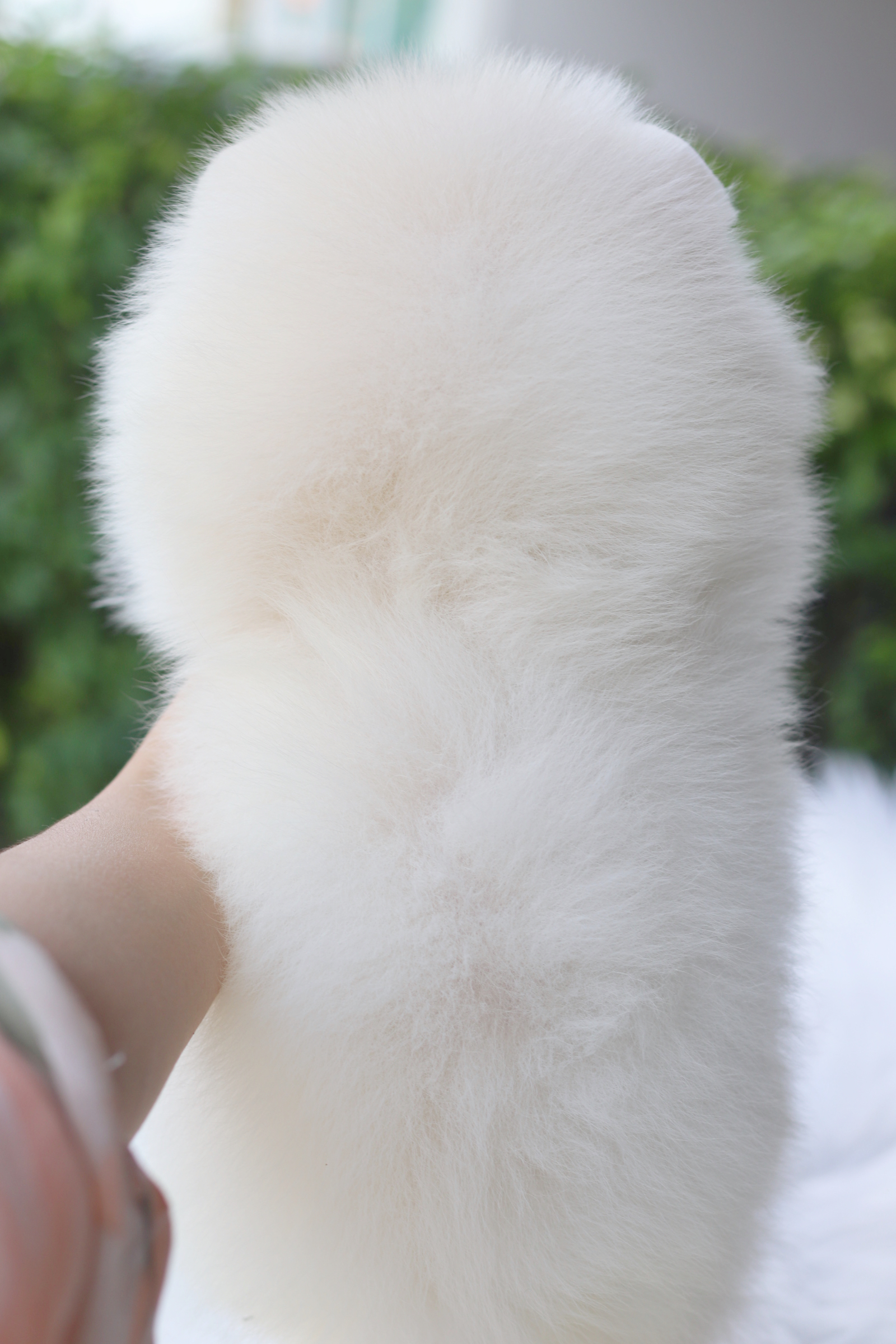 ปอมเมอเรเนียน เพศเมียสีขาวครีม