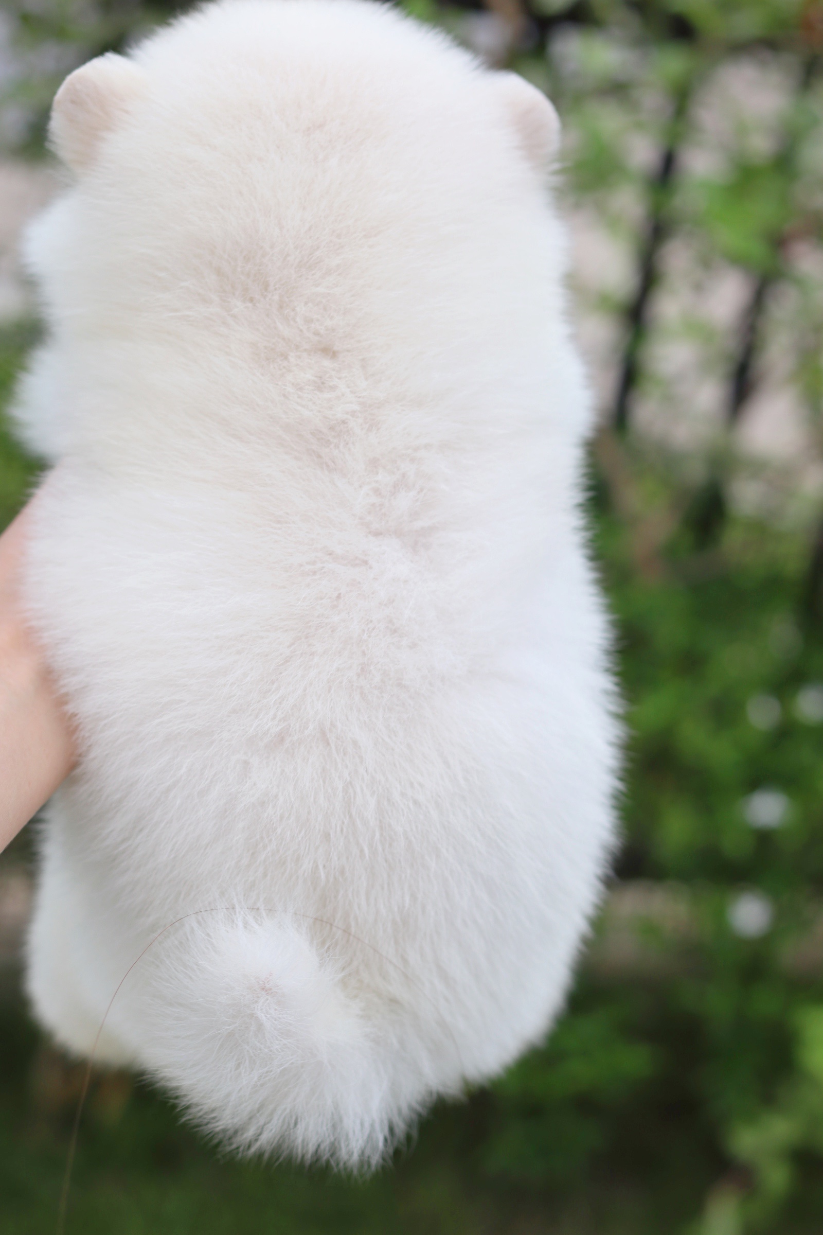 ปอมเมอเรเนียน เพศผู้ สีครีม