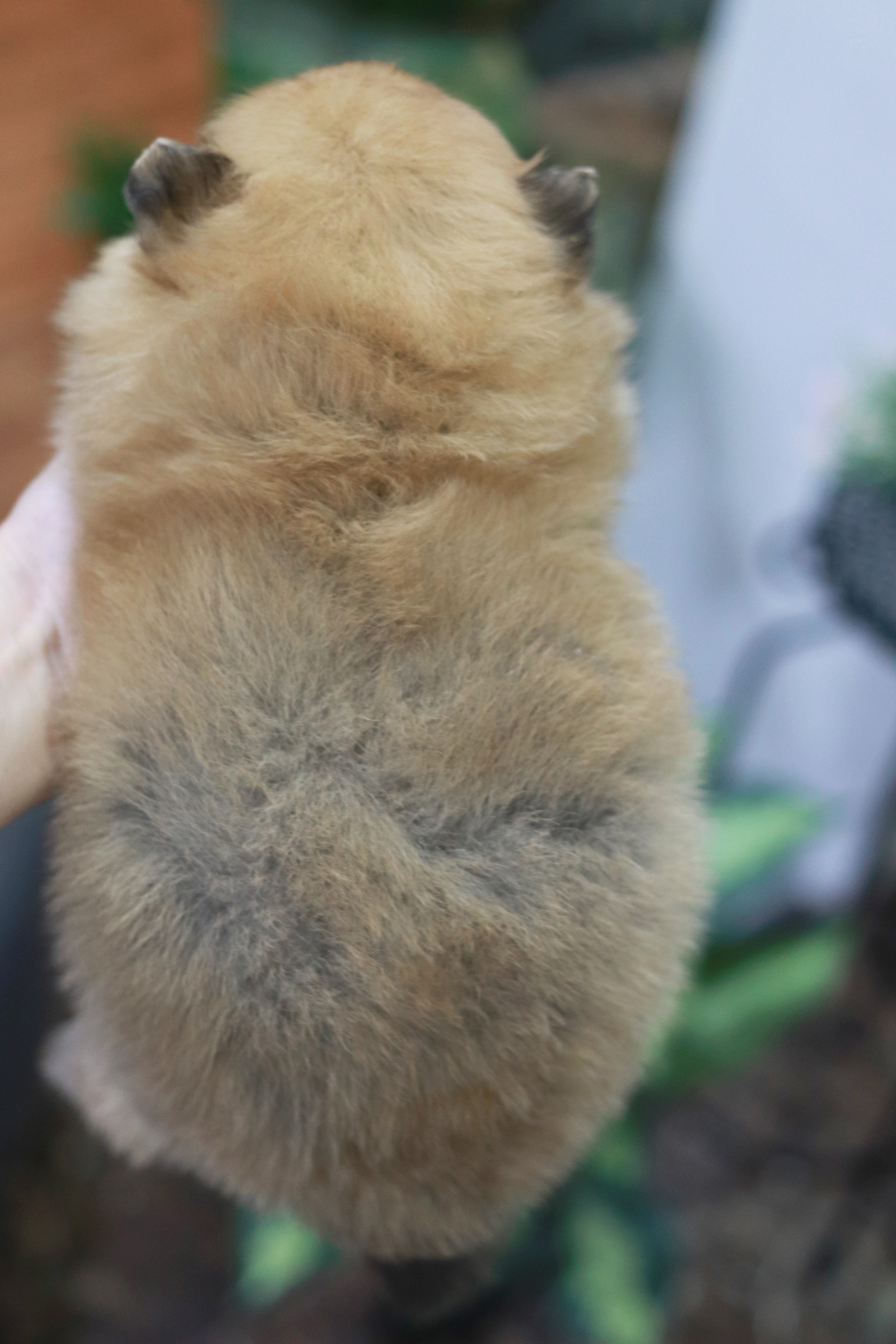 ปอมเมอเรเนียน เพศผู้